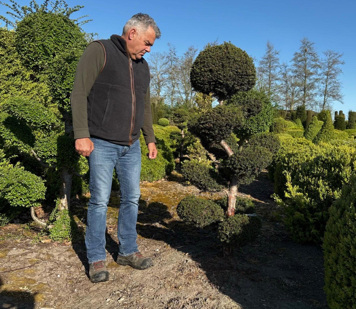 Cloud-pruned tree at Hedgeworx nursery
