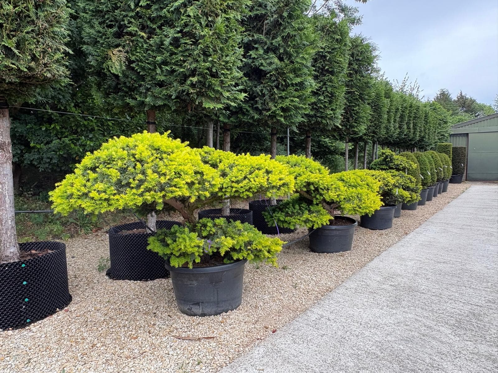 Cloud-pruned tree at Hedgeworx nursery