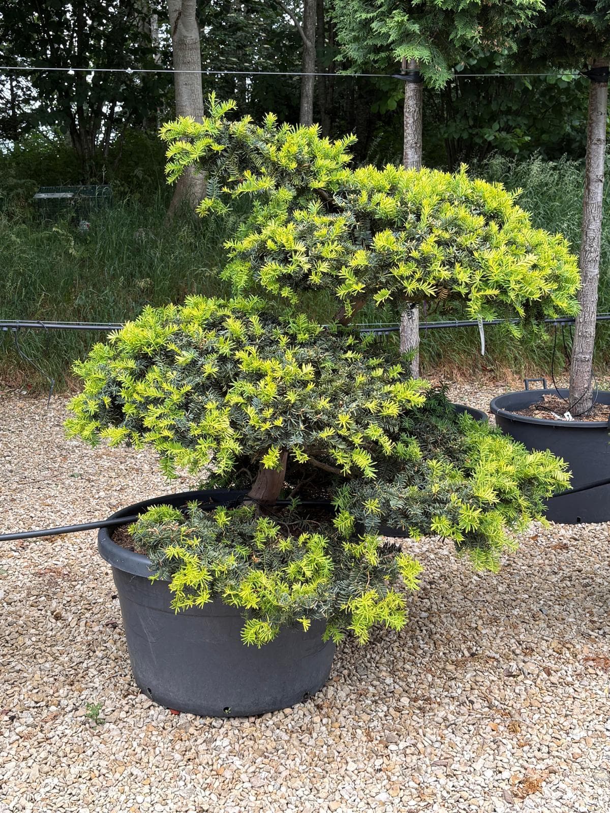 Cloud-pruned tree at Hedgeworx nursery