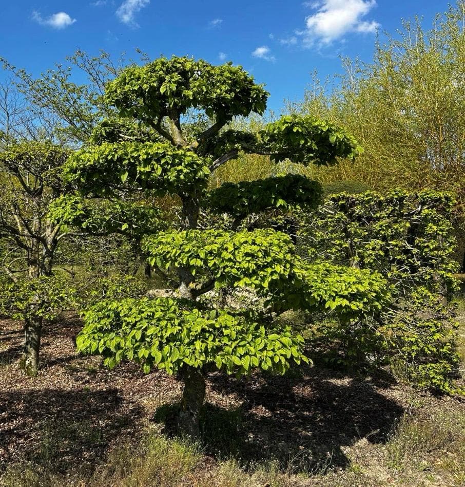 Cloud tree yew nursery specimen