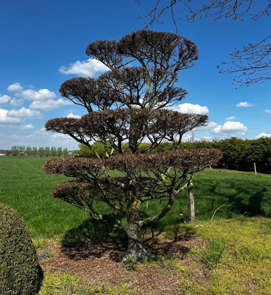 Cloud tree yew specimen at Hedgeworx nursery