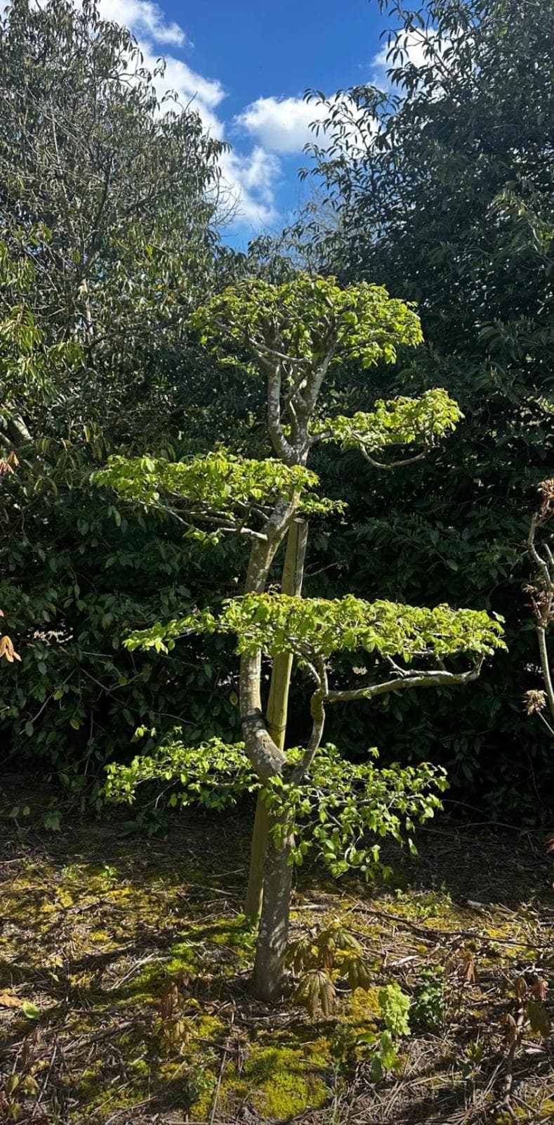 Cloud tree yew tall specimen in portrait
