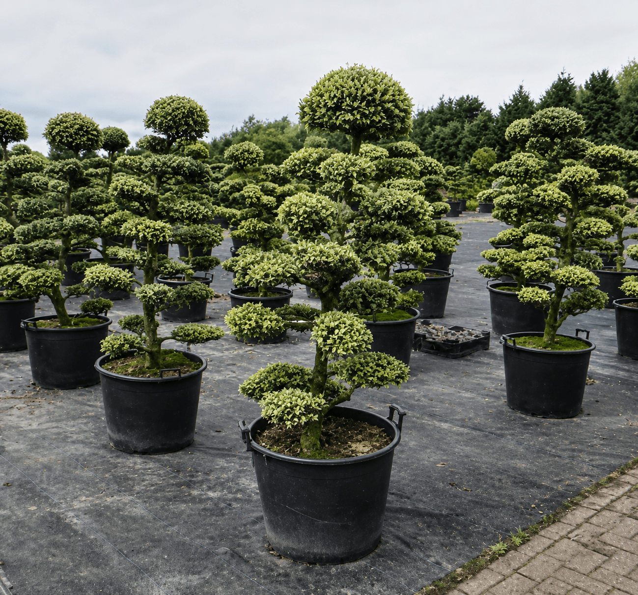 Cloud trees containerised on nursery display