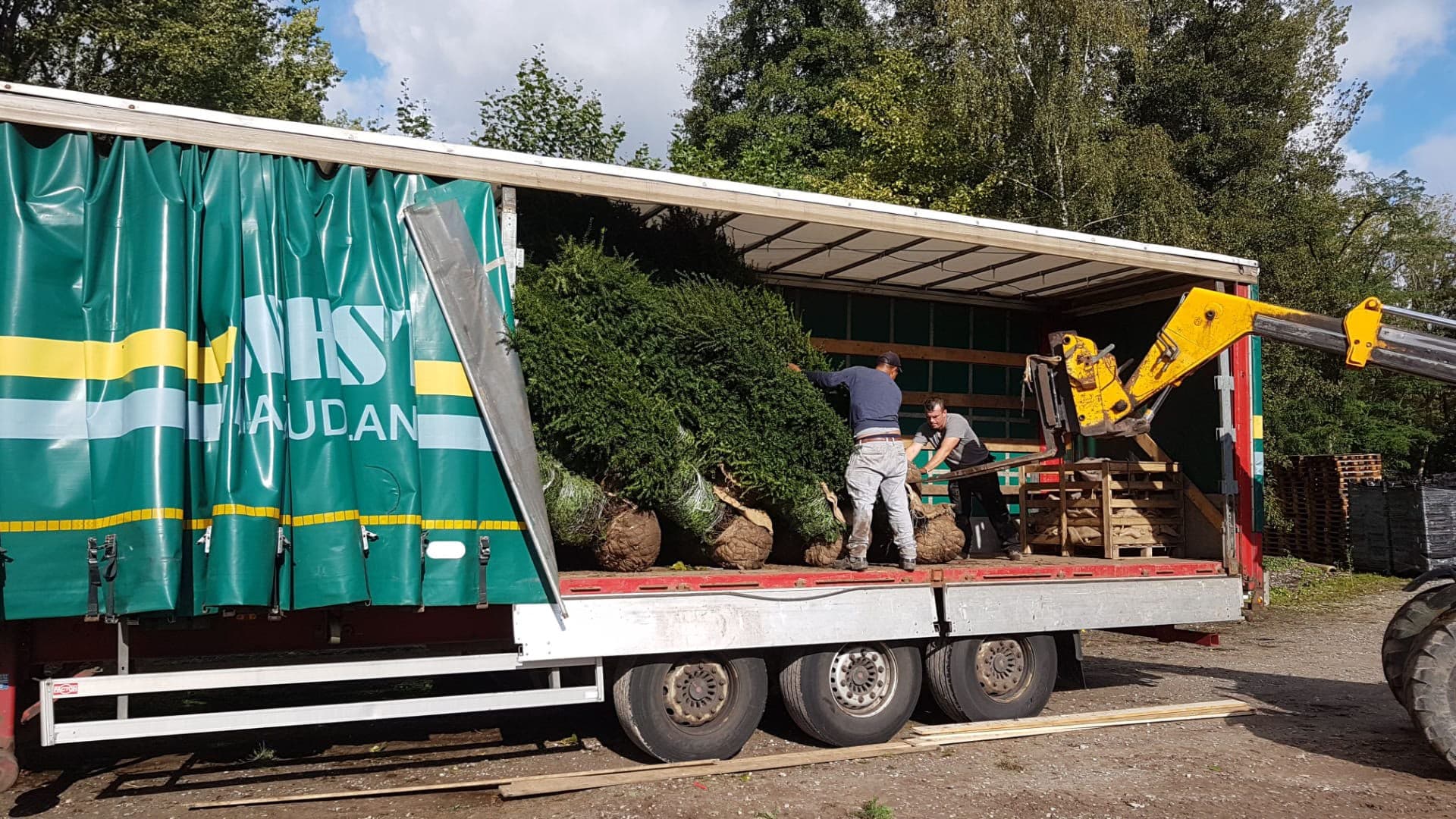 Hedging at Hedgeworx nursery
