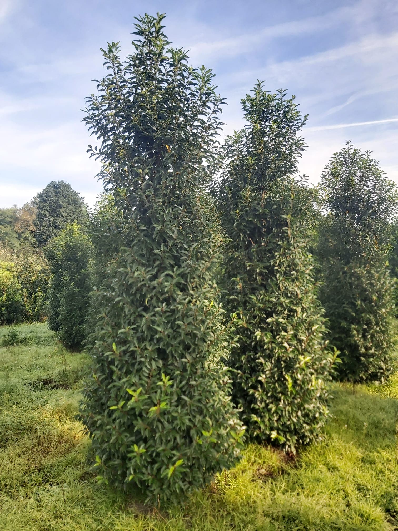 Hedging at Hedgeworx nursery