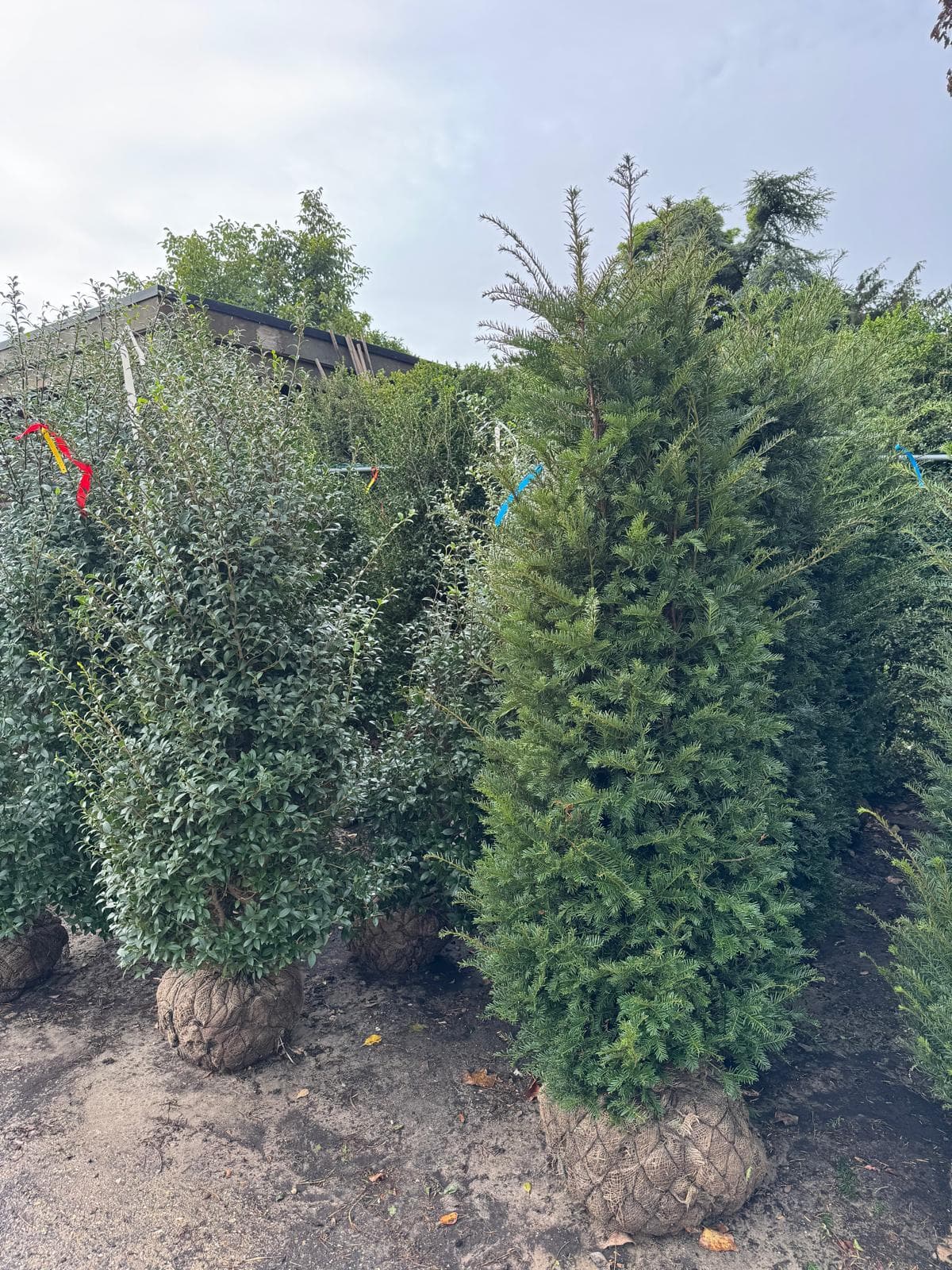 Hedging at Hedgeworx nursery