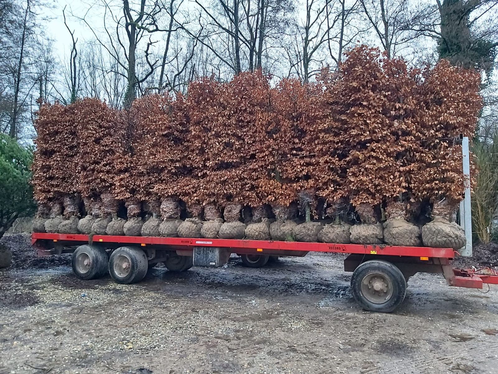 Hedging at Hedgeworx nursery