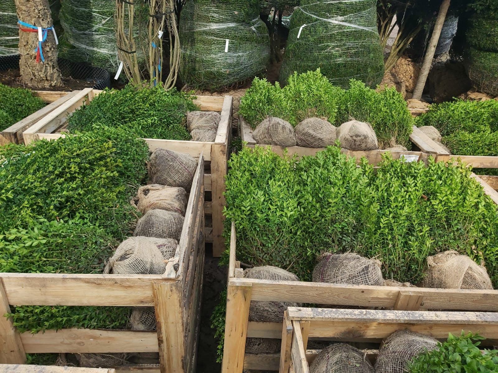 Hedging at Hedgeworx nursery