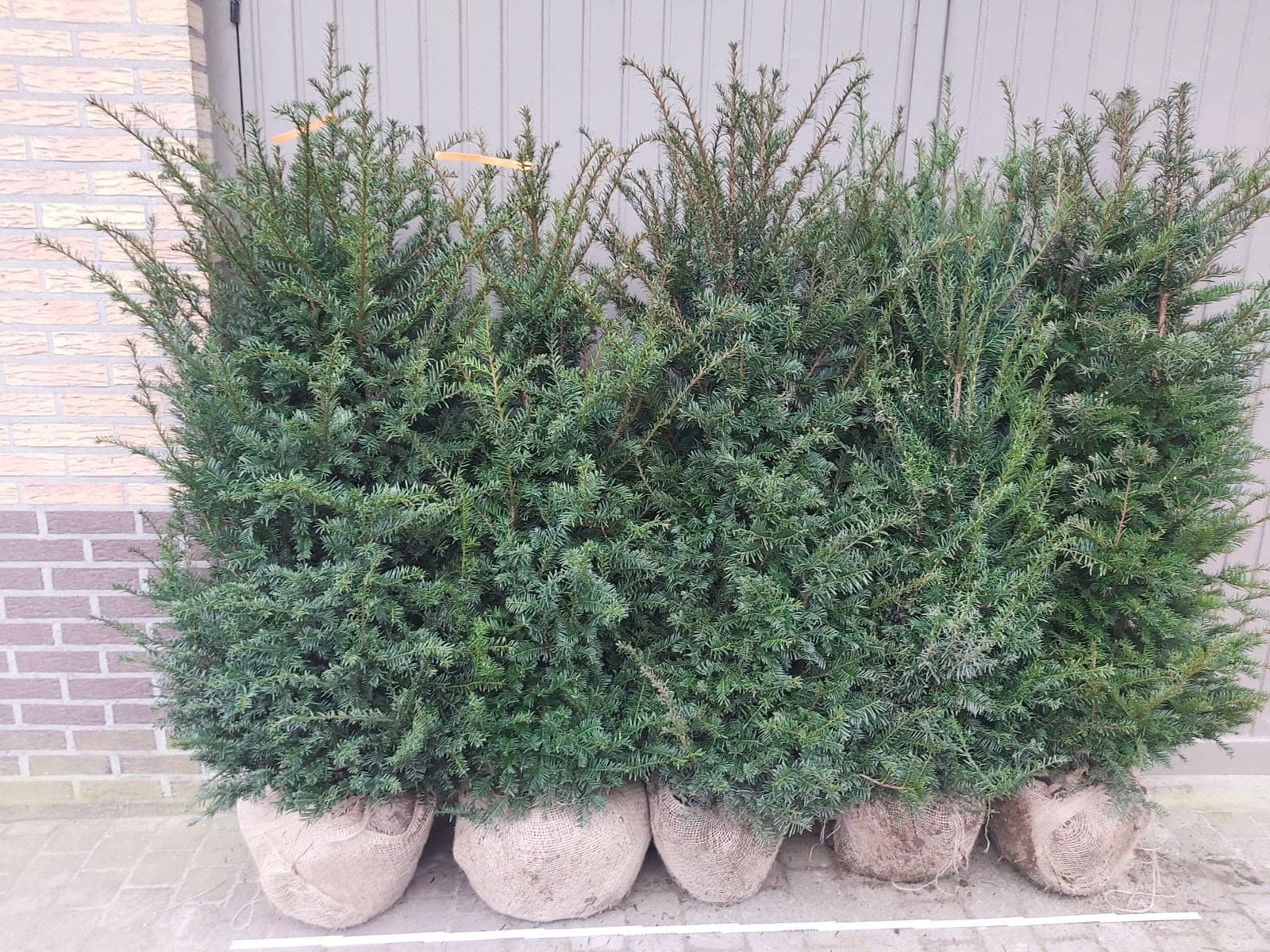 Hedging at Hedgeworx nursery
