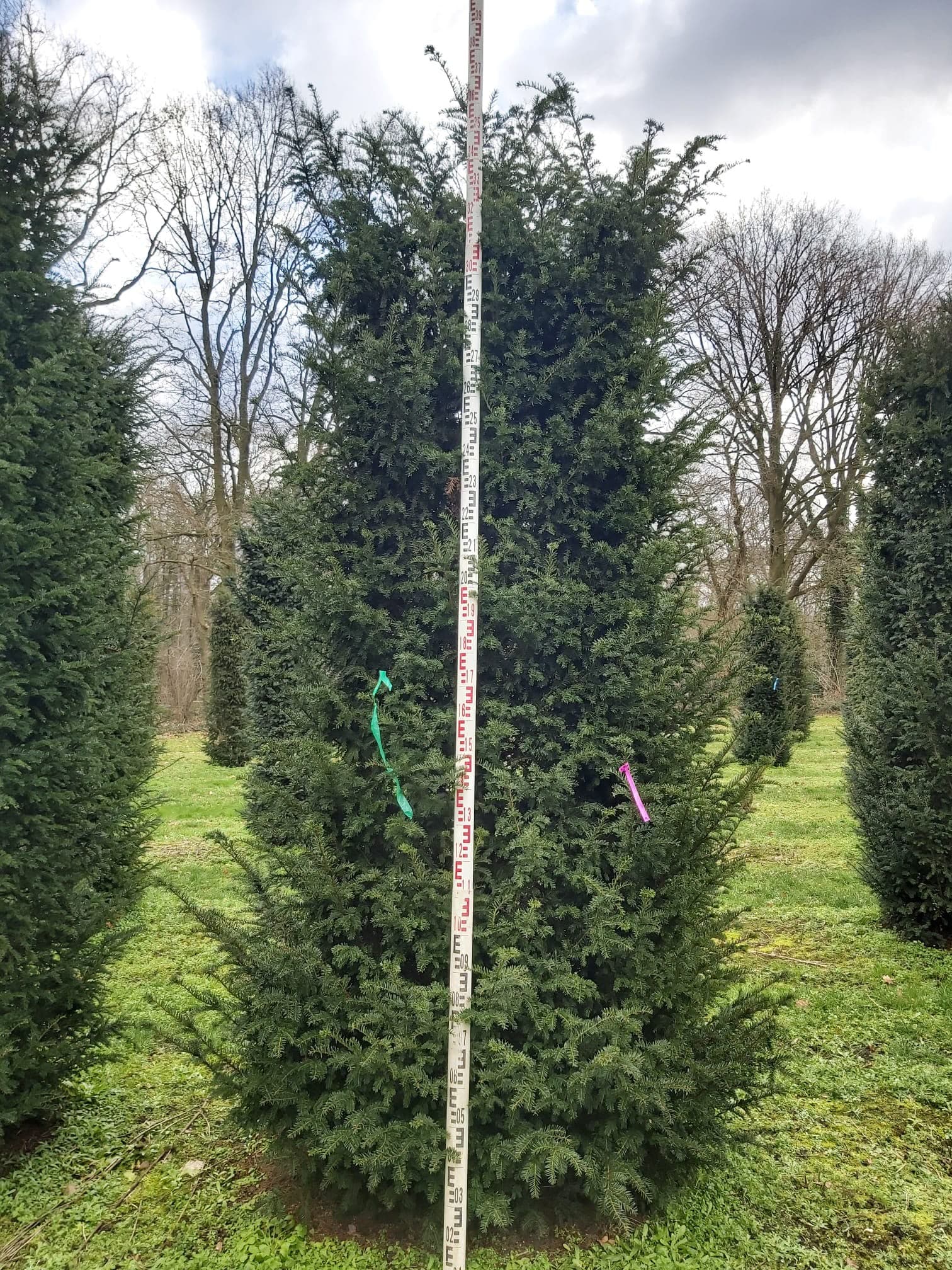 Hedging at Hedgeworx nursery
