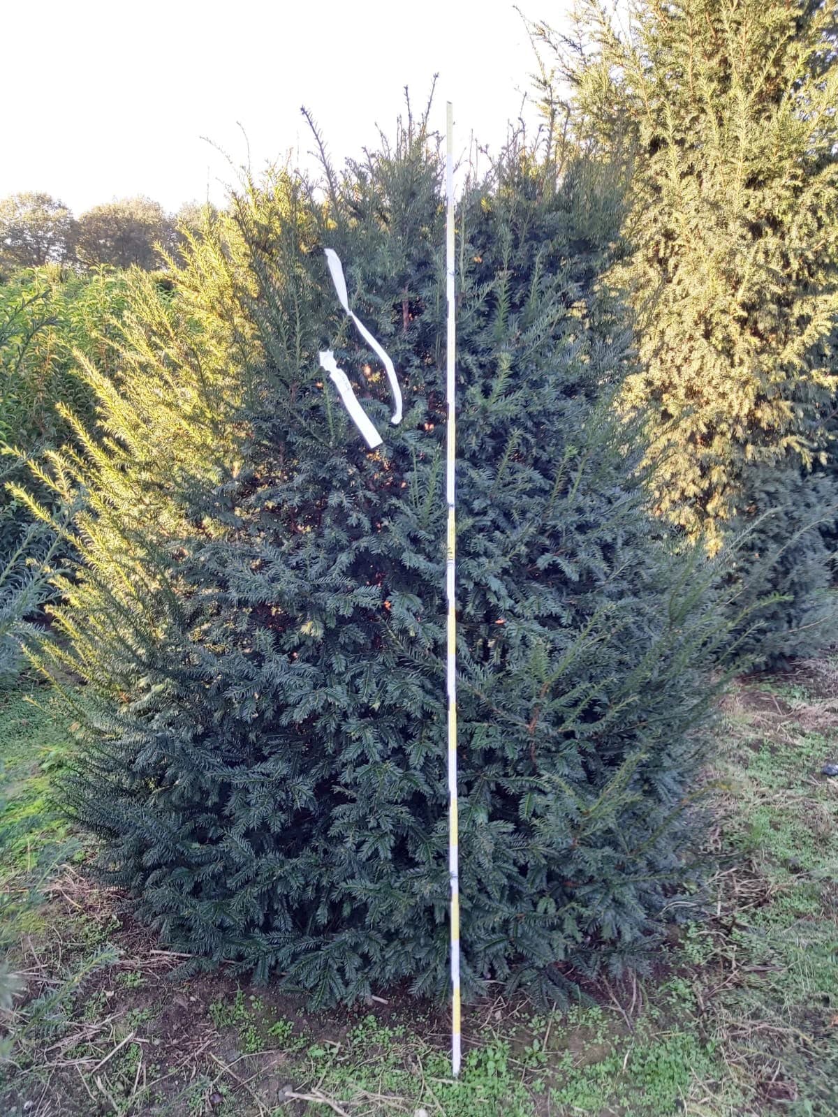 Hedging at Hedgeworx nursery