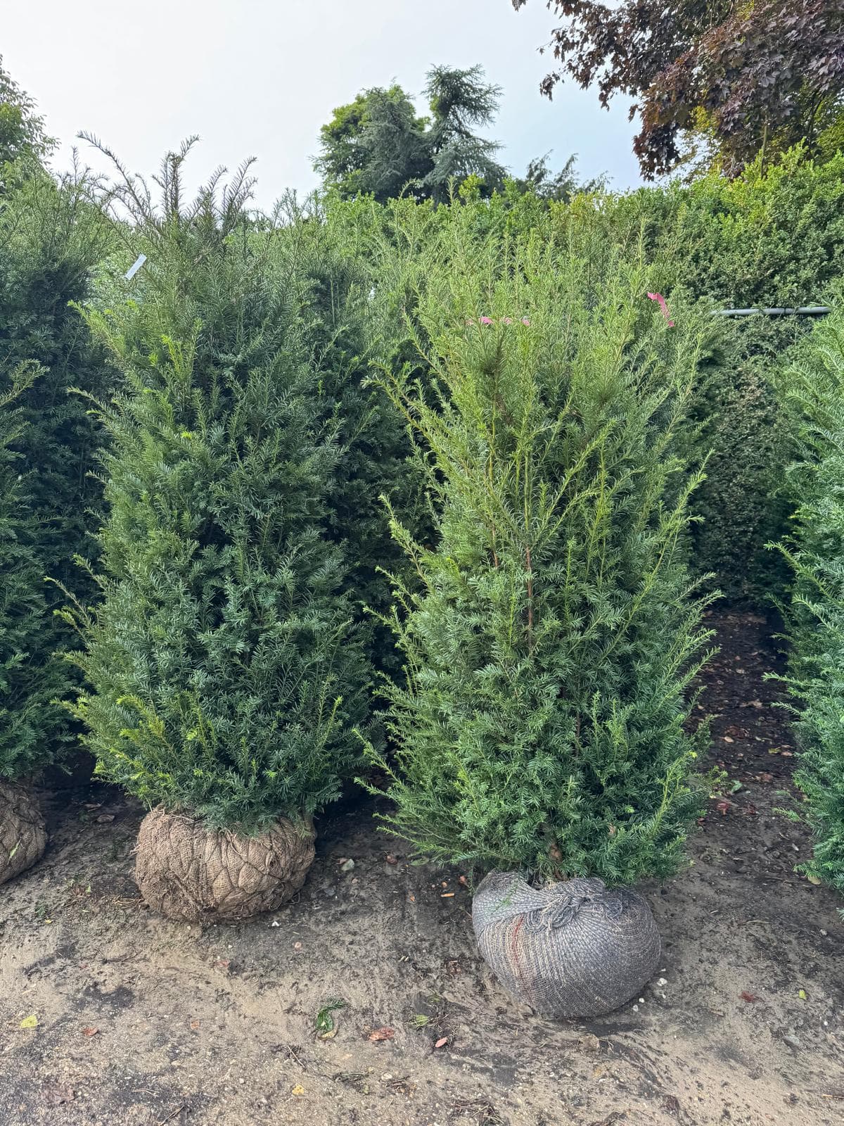Hedging at Hedgeworx nursery