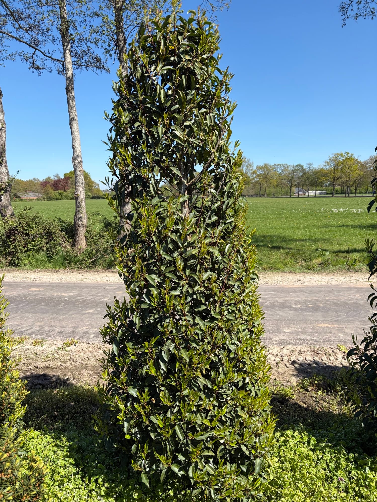 Prunus lusitanica ‘Angustifolia’ hedging
