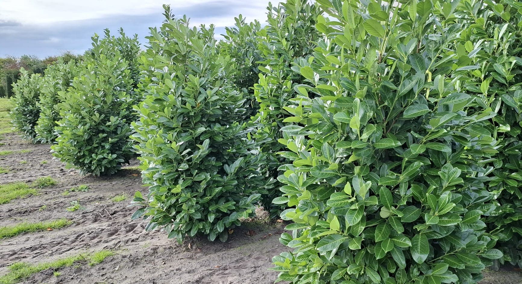 Prunus laurocerasus ‘Rotundifolia’ hedging 175-200cm