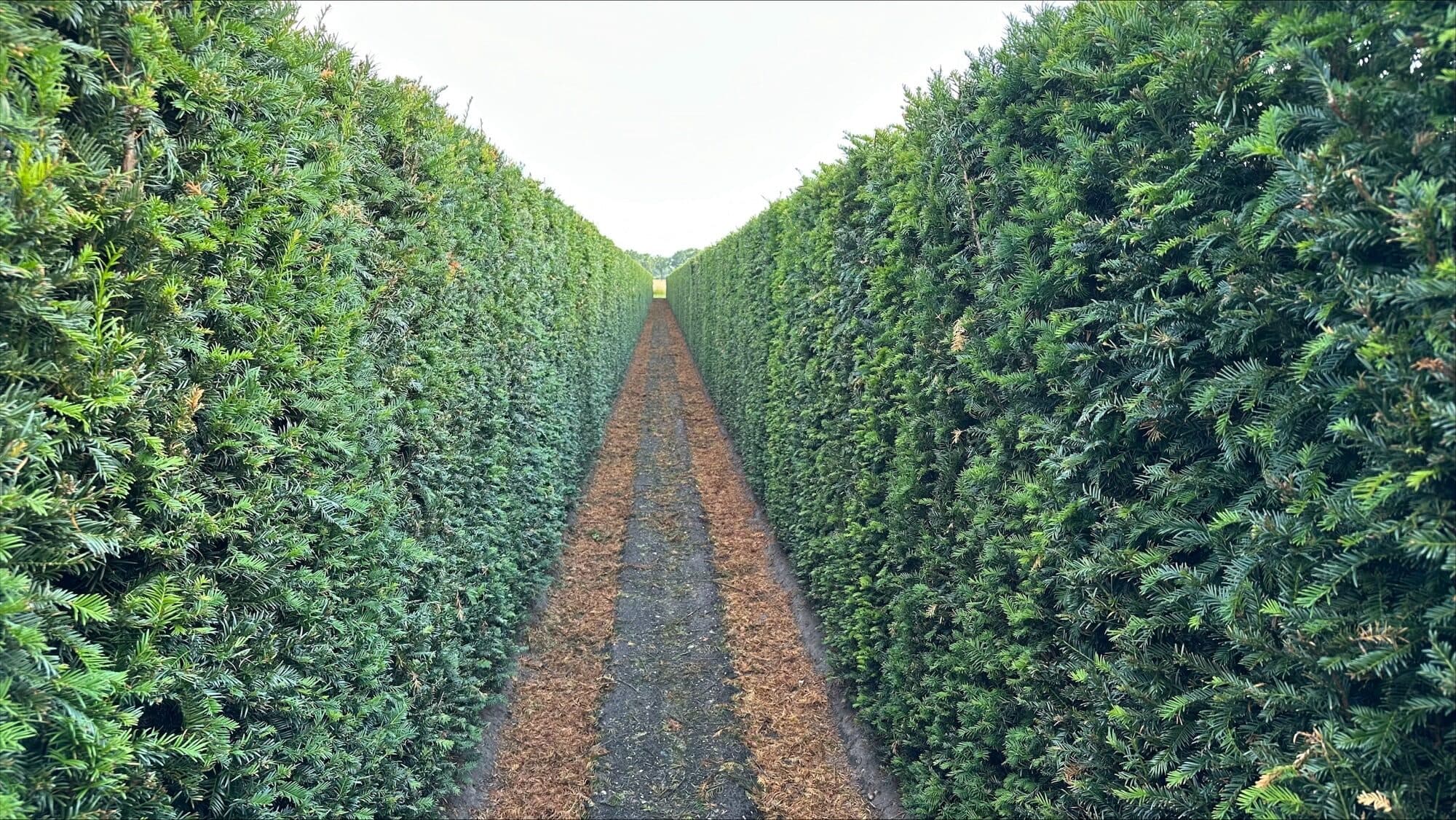 2 Taxus baccata 200cm