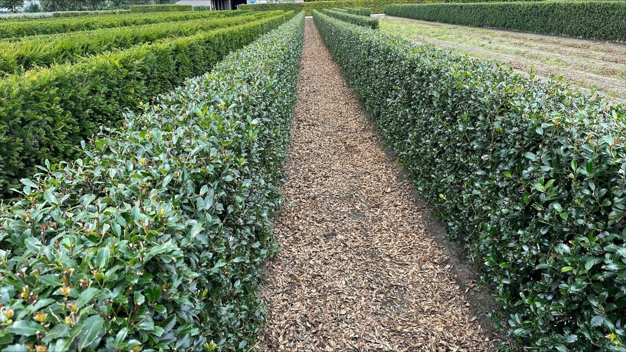 3 Ilex meservea Heckenpracht 120cm