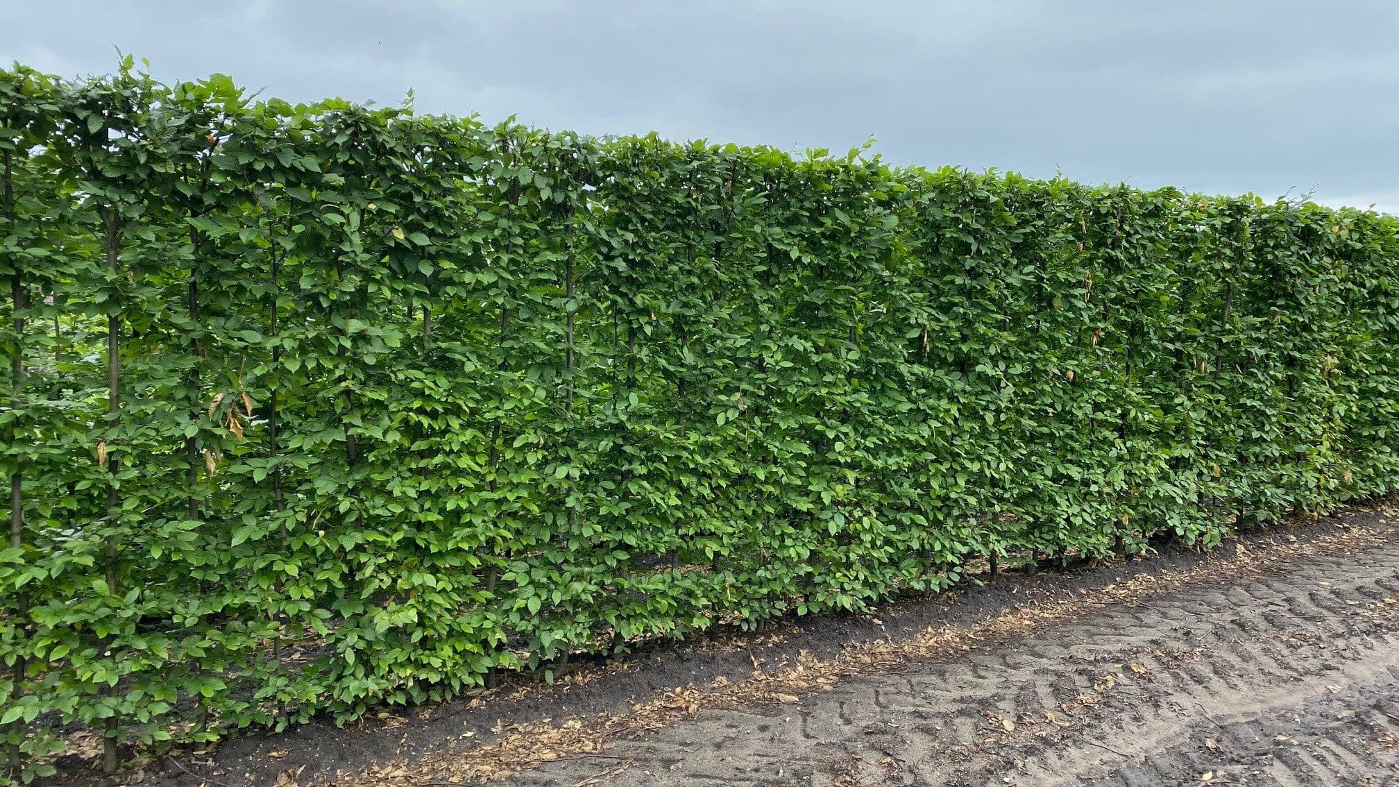 Carpinus betulus 100x40x200 cm 21062021 (2)