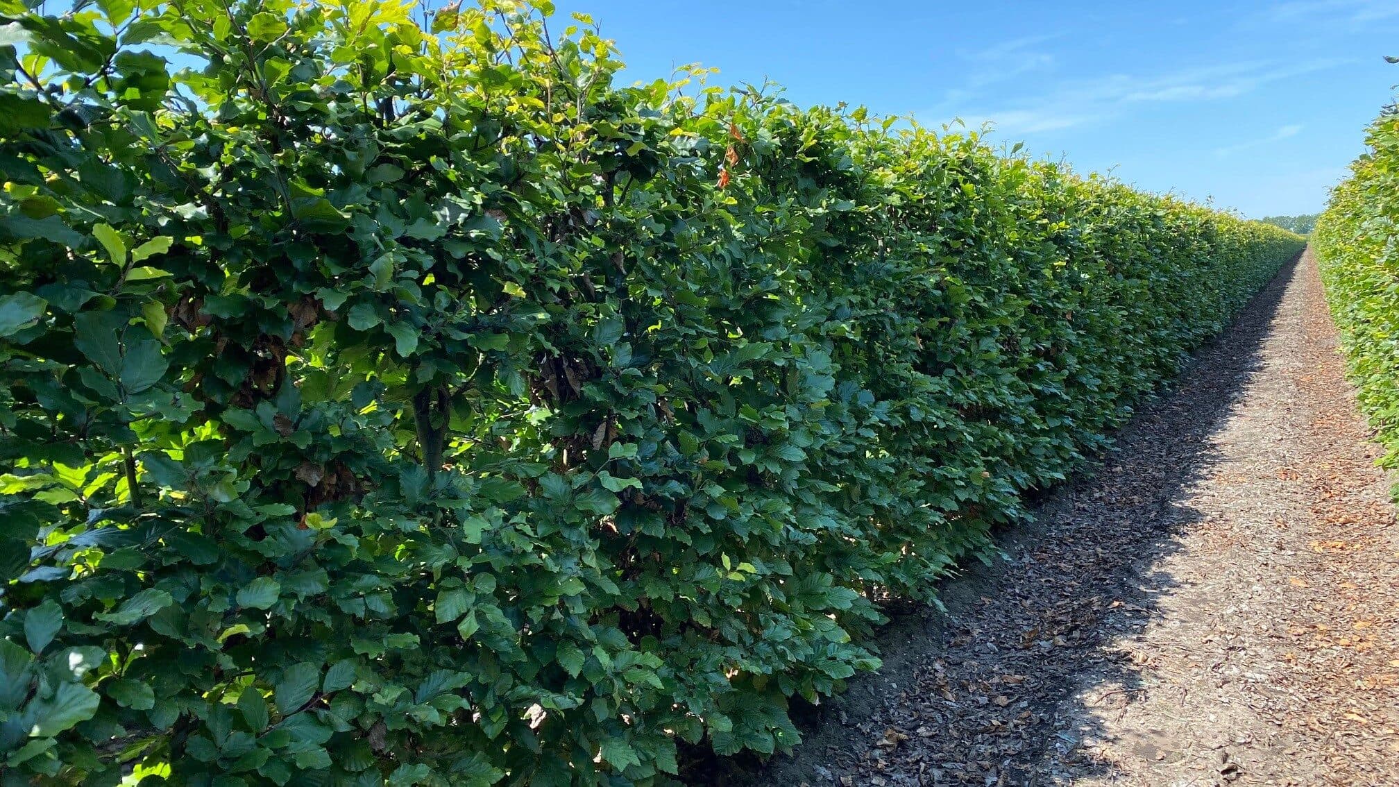 Fagus sylvatica 100x40x150cm (1) 18072022