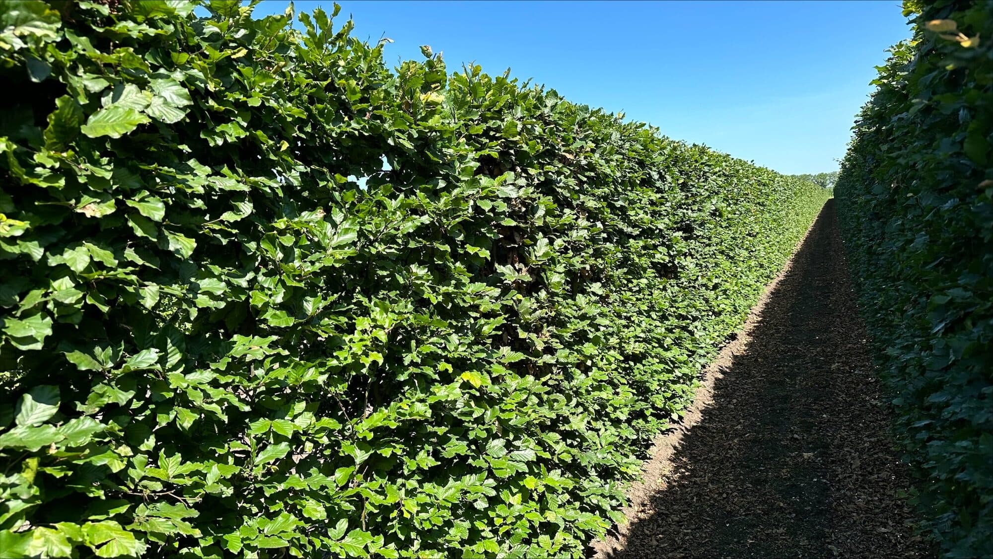Fagus sylvatica 200cm