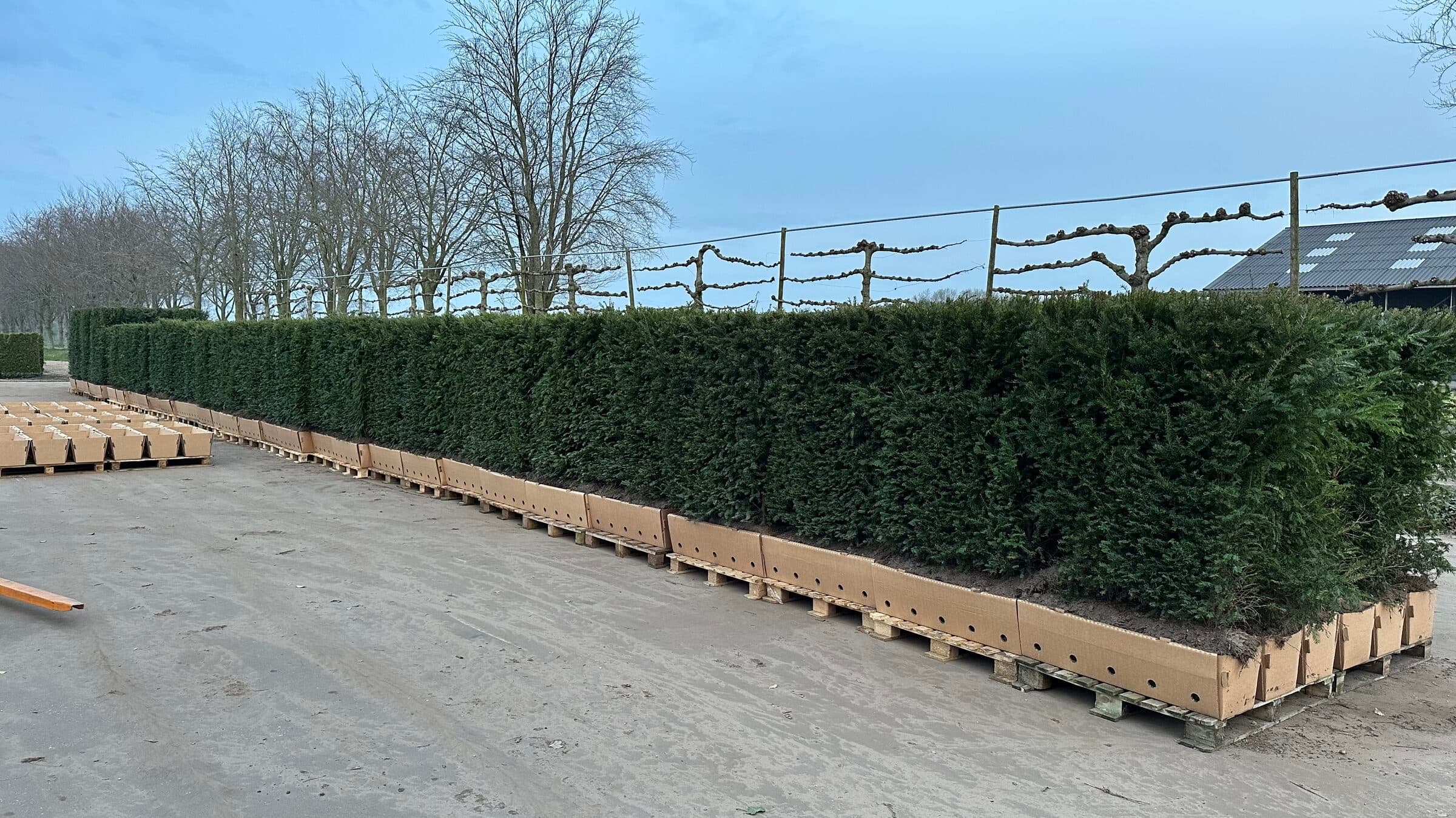 Hedging plant at Hedgeworx nursery