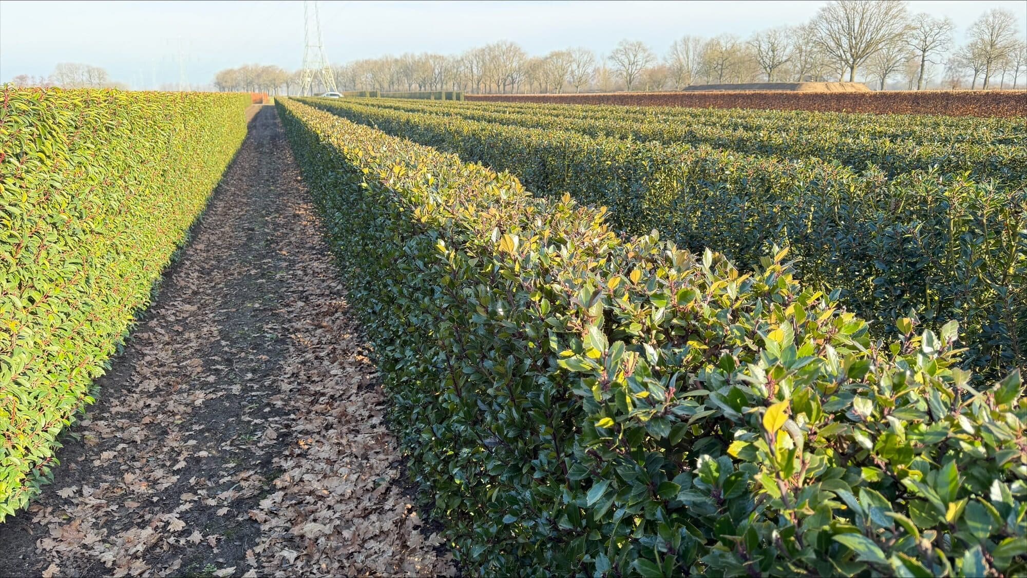 Ilex meserveae Heckenblau 120cm 1.2