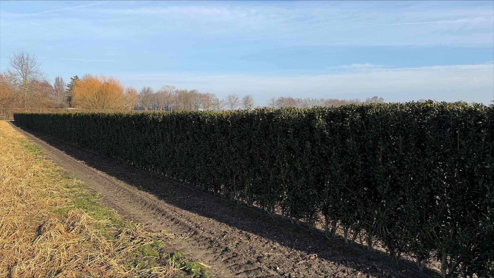 Ilex meserveae Heckenpracht 150cm 1.3