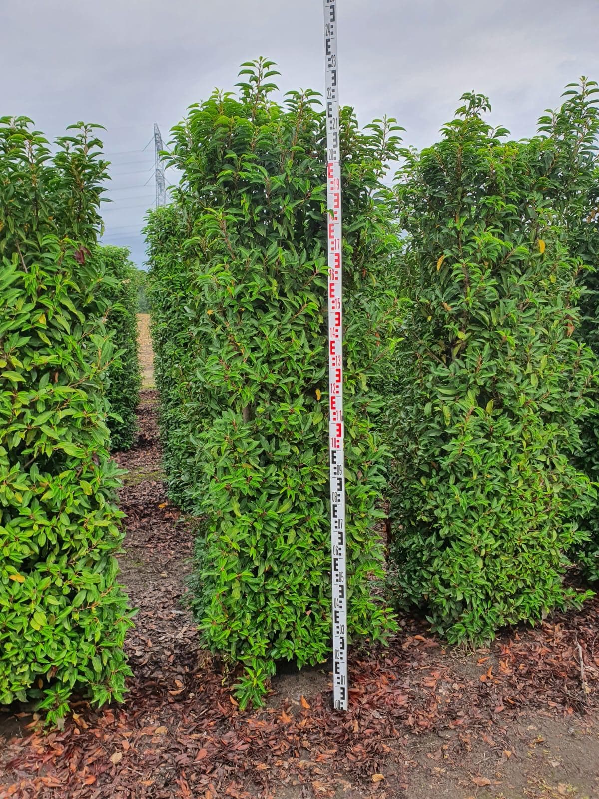 Mature hedging portrait at Hedgeworx nursery