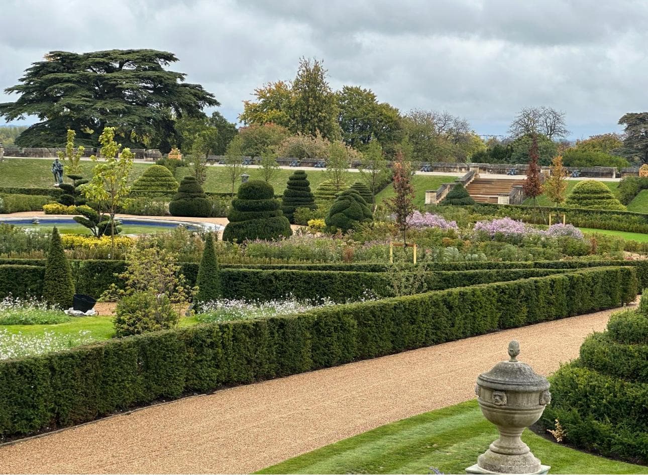 Mature hedging row at Hedgeworx nursery