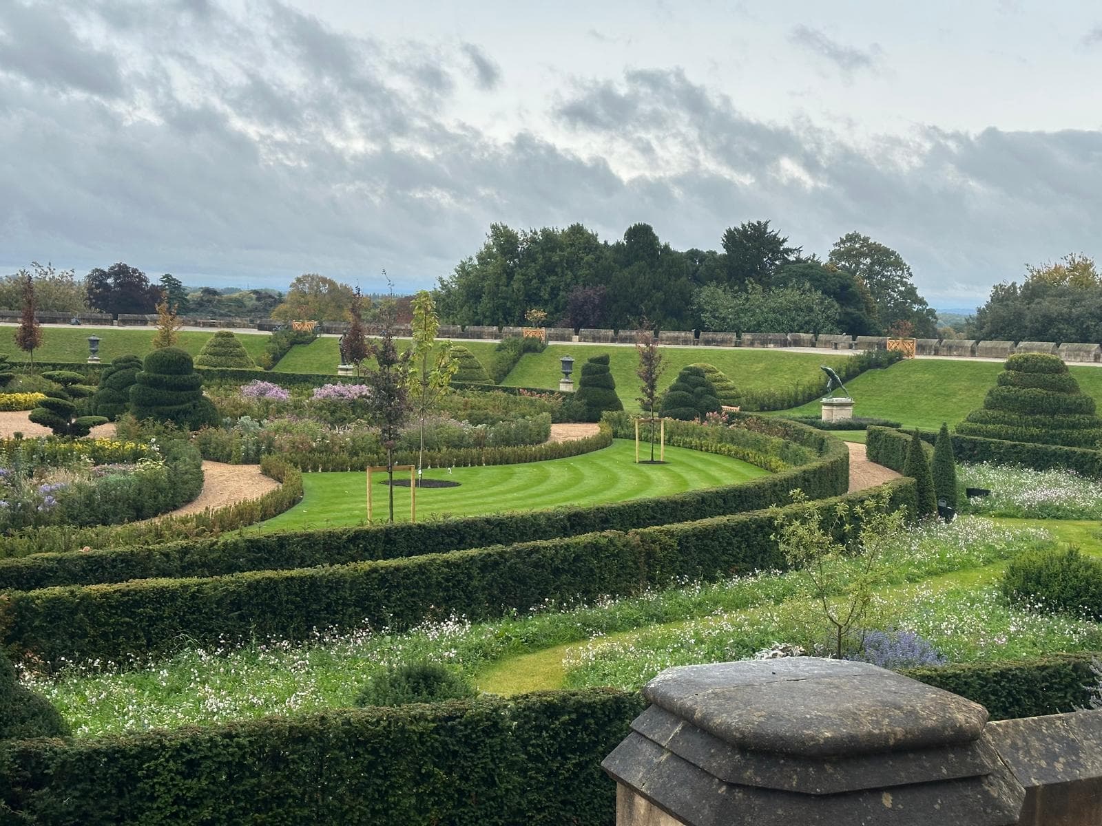 Mature hedging row at Hedgeworx nursery