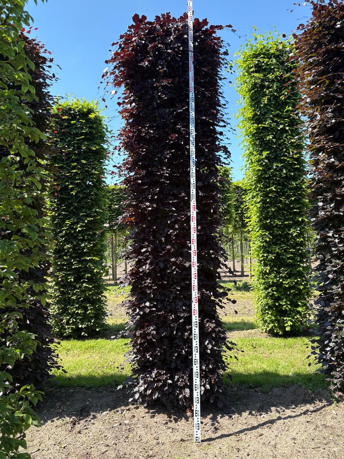 Hedging plants at Hedgeworx nursery