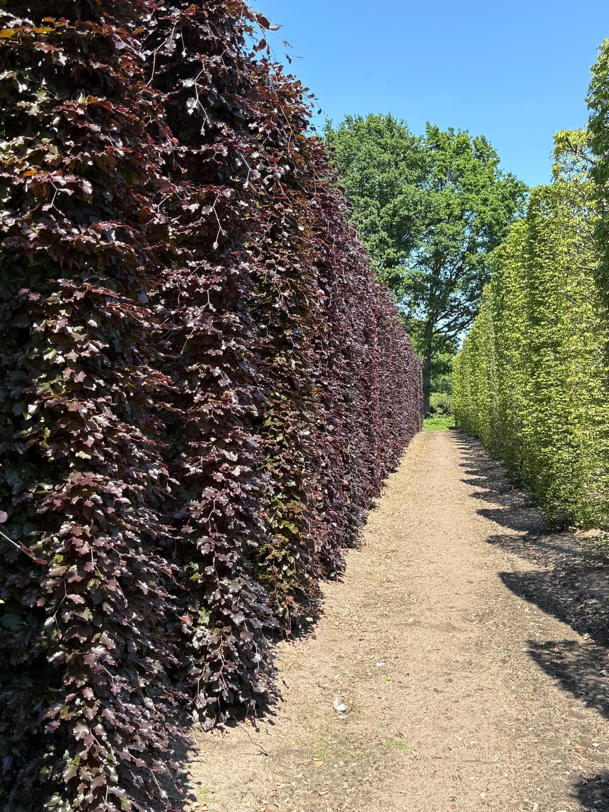 Hedging plants at Hedgeworx nursery