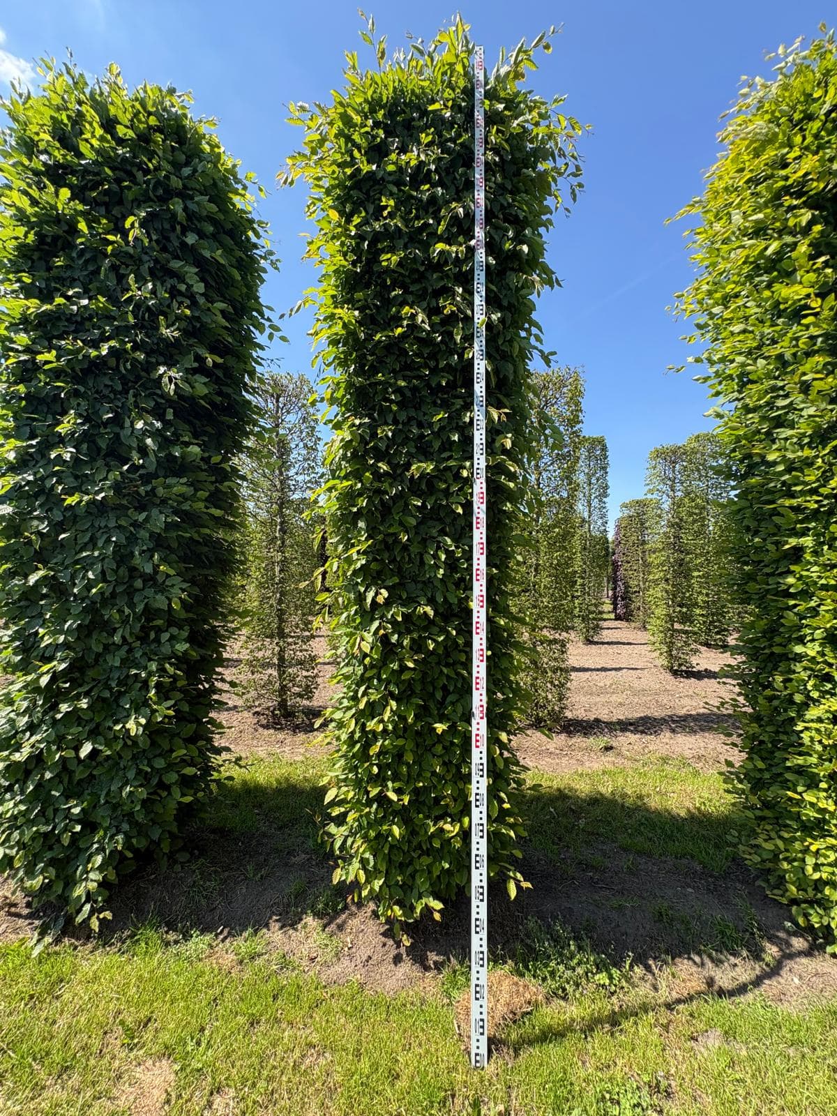 Hedging plants at Hedgeworx nursery