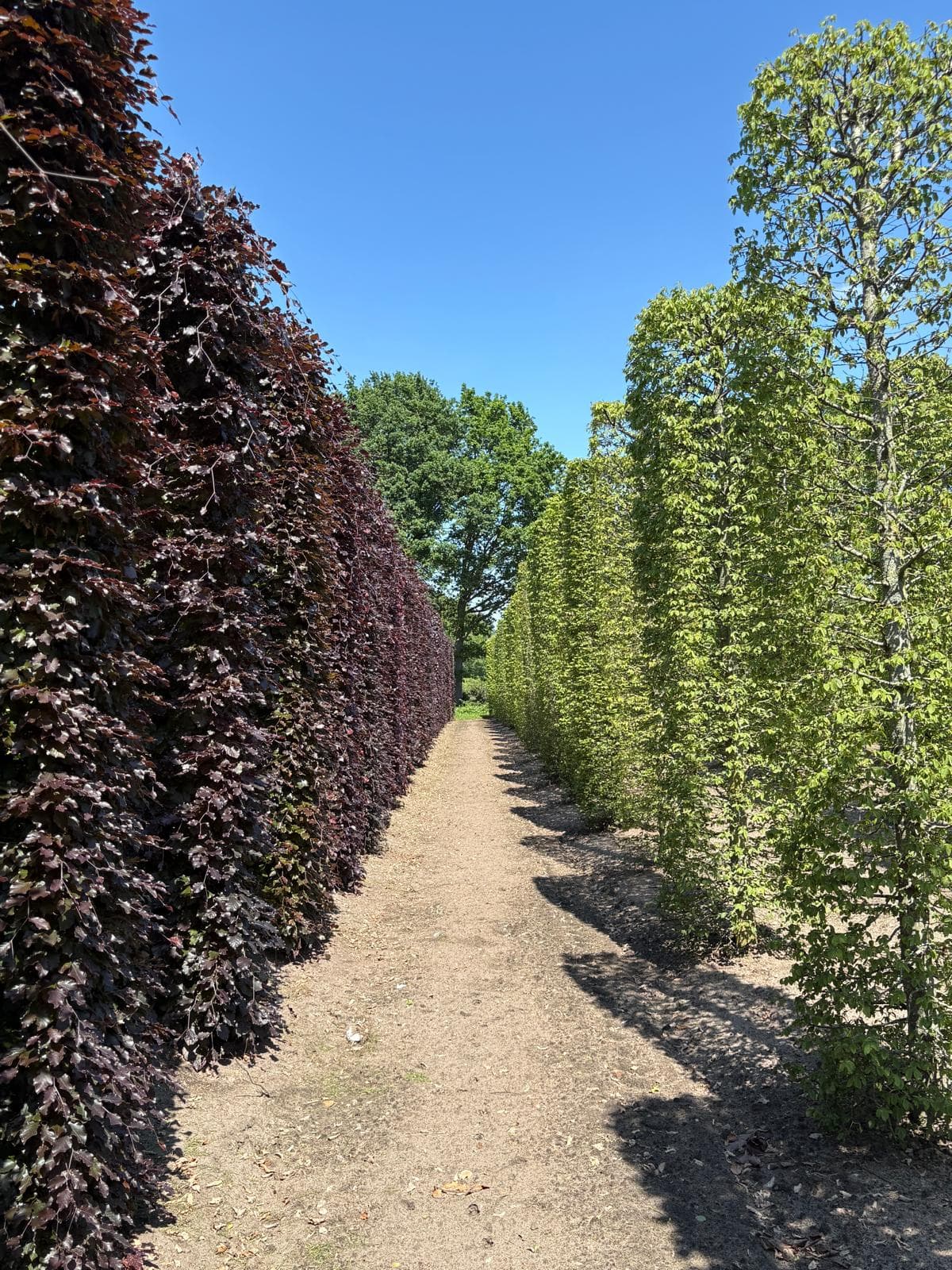 Hedging plants at Hedgeworx nursery