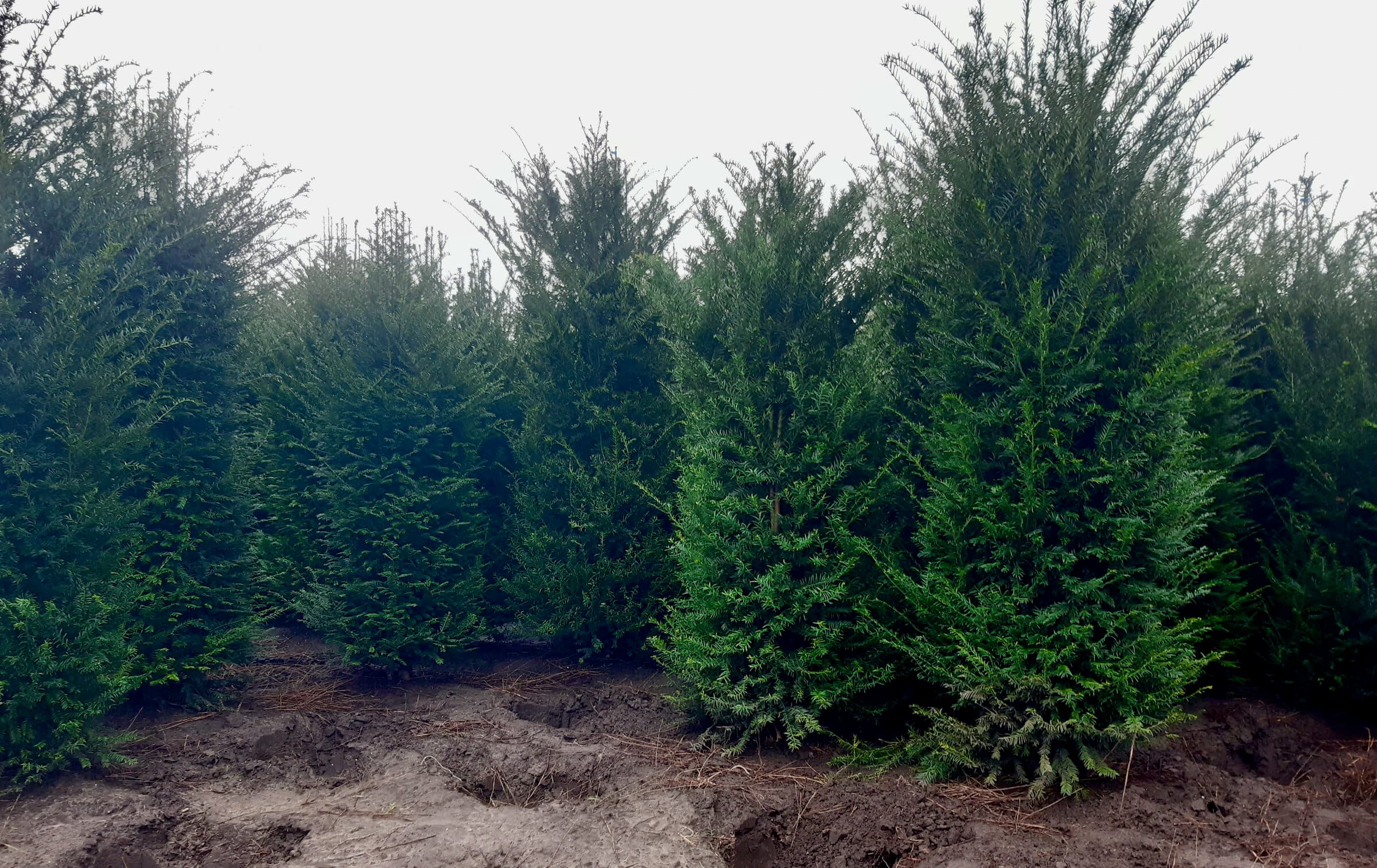 Hedging project by Hedgeworx
