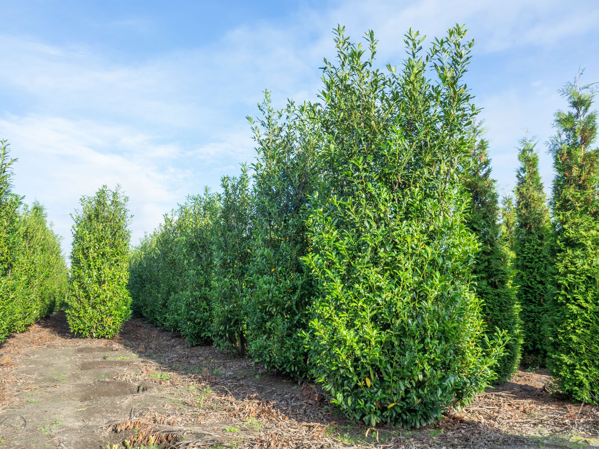 Hedging project by Hedgeworx