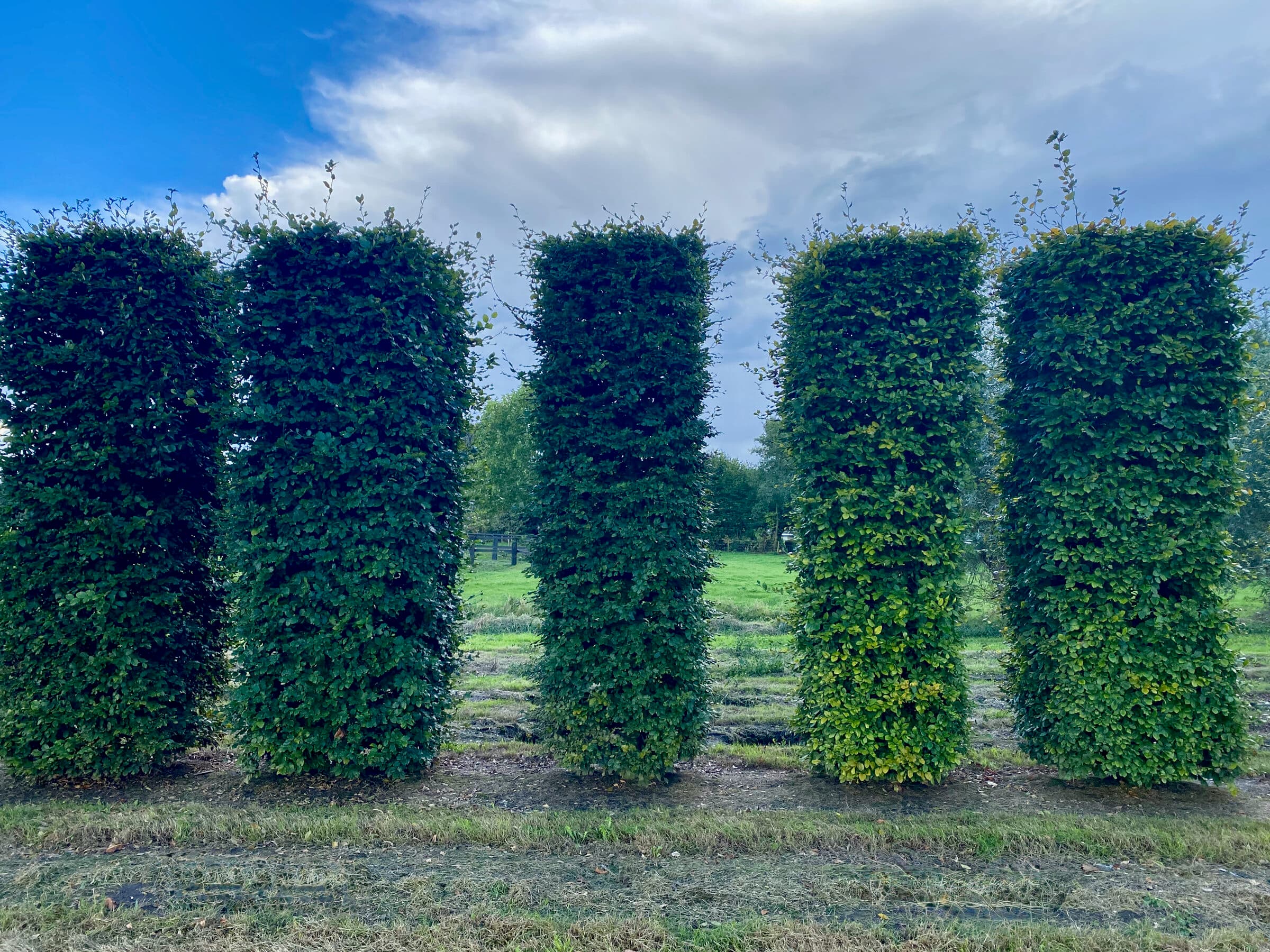 Hedging project by Hedgeworx
