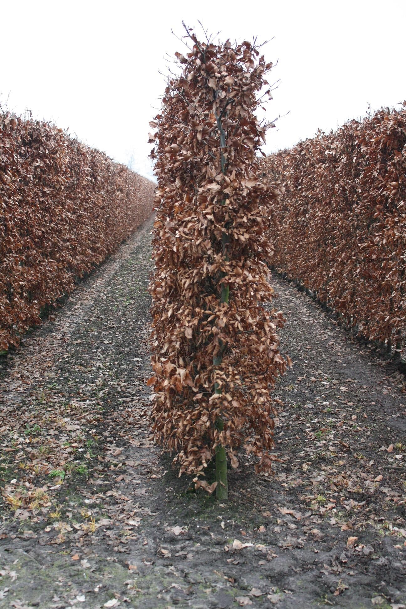 Fagus sylvatica (Beech) hedge, 200cm, copper winter foliage