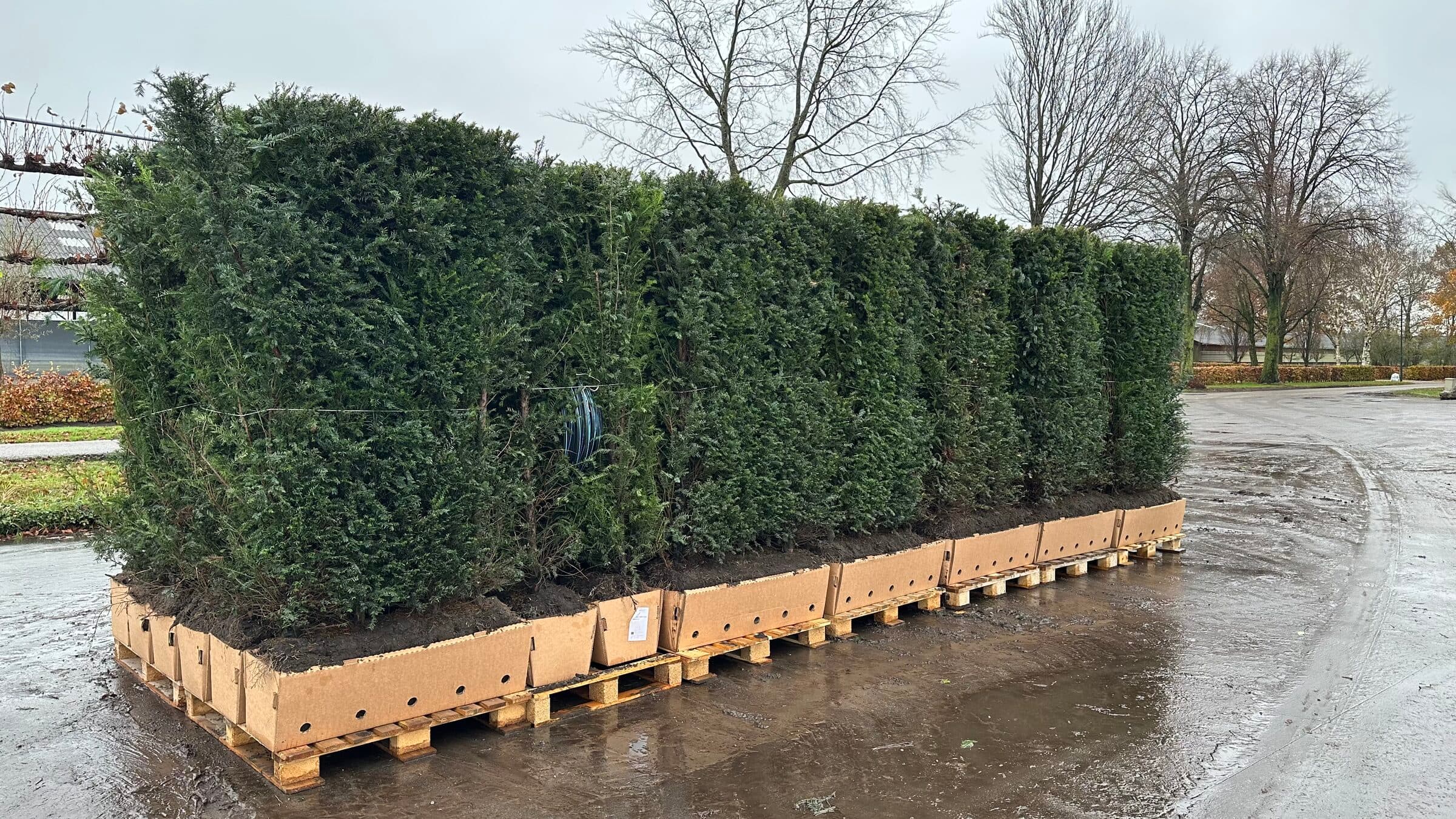 Instant hedge elements on pallets at the nursery