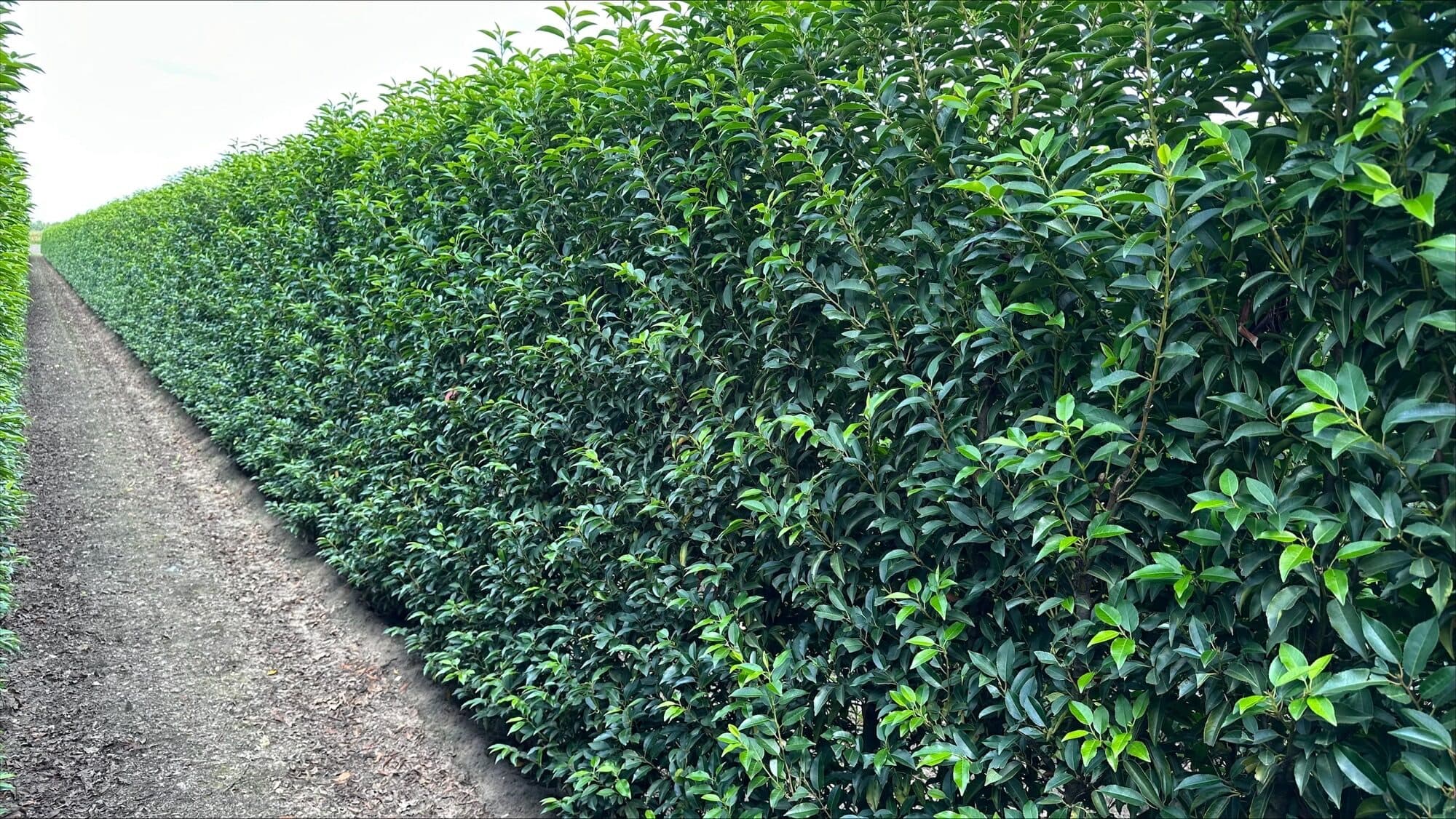 Prunus lusitanica 'Angustifolia' (Portuguese Laurel) hedge, 200cm