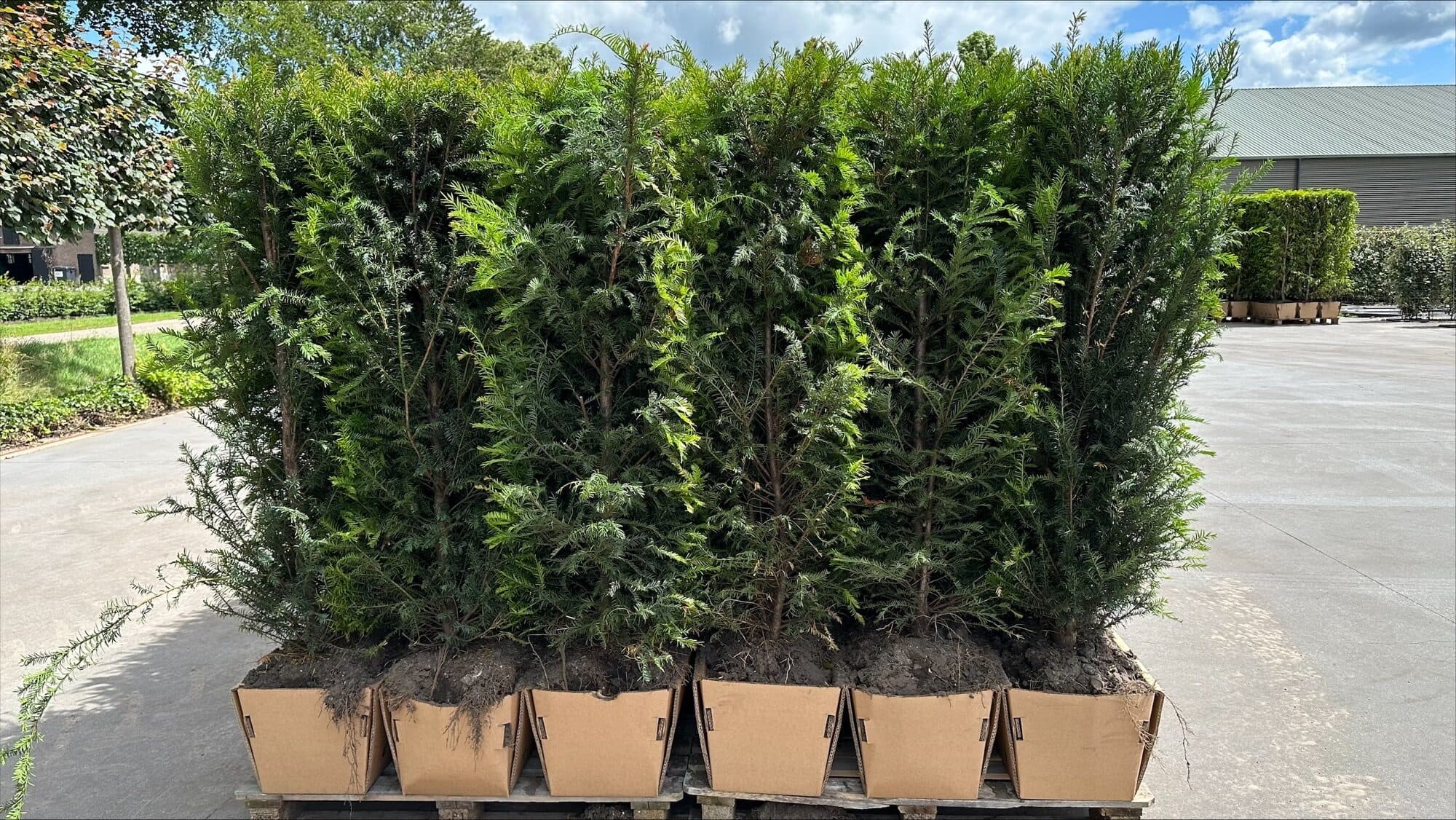 Instant hedge elements on pallets at the nursery