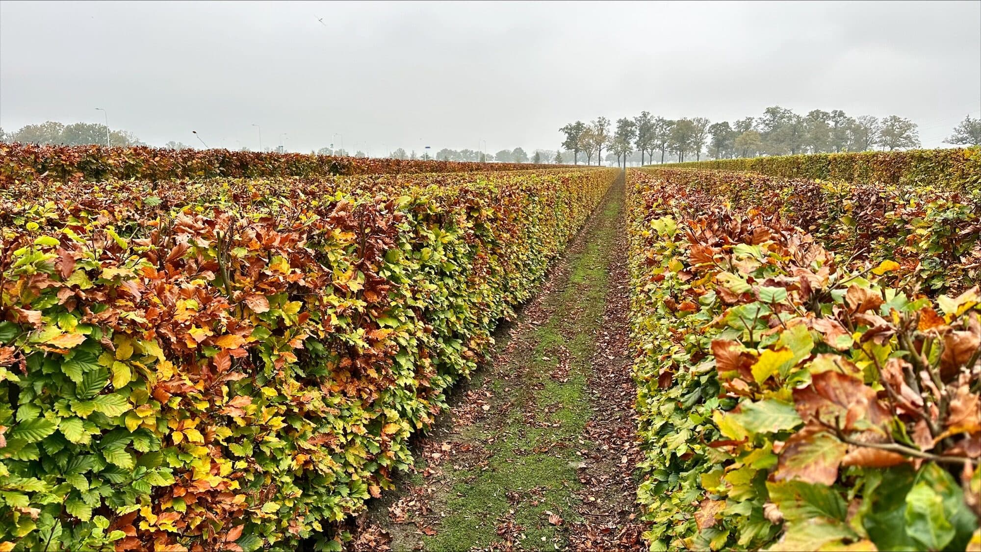 Autumn copper hedge elements on pallets