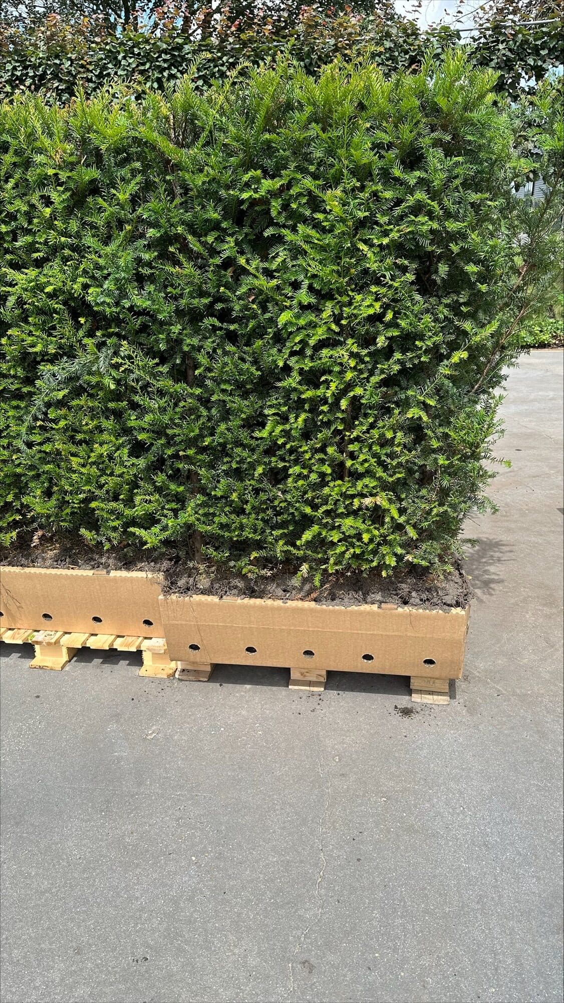 Instant hedge element columns on pallets