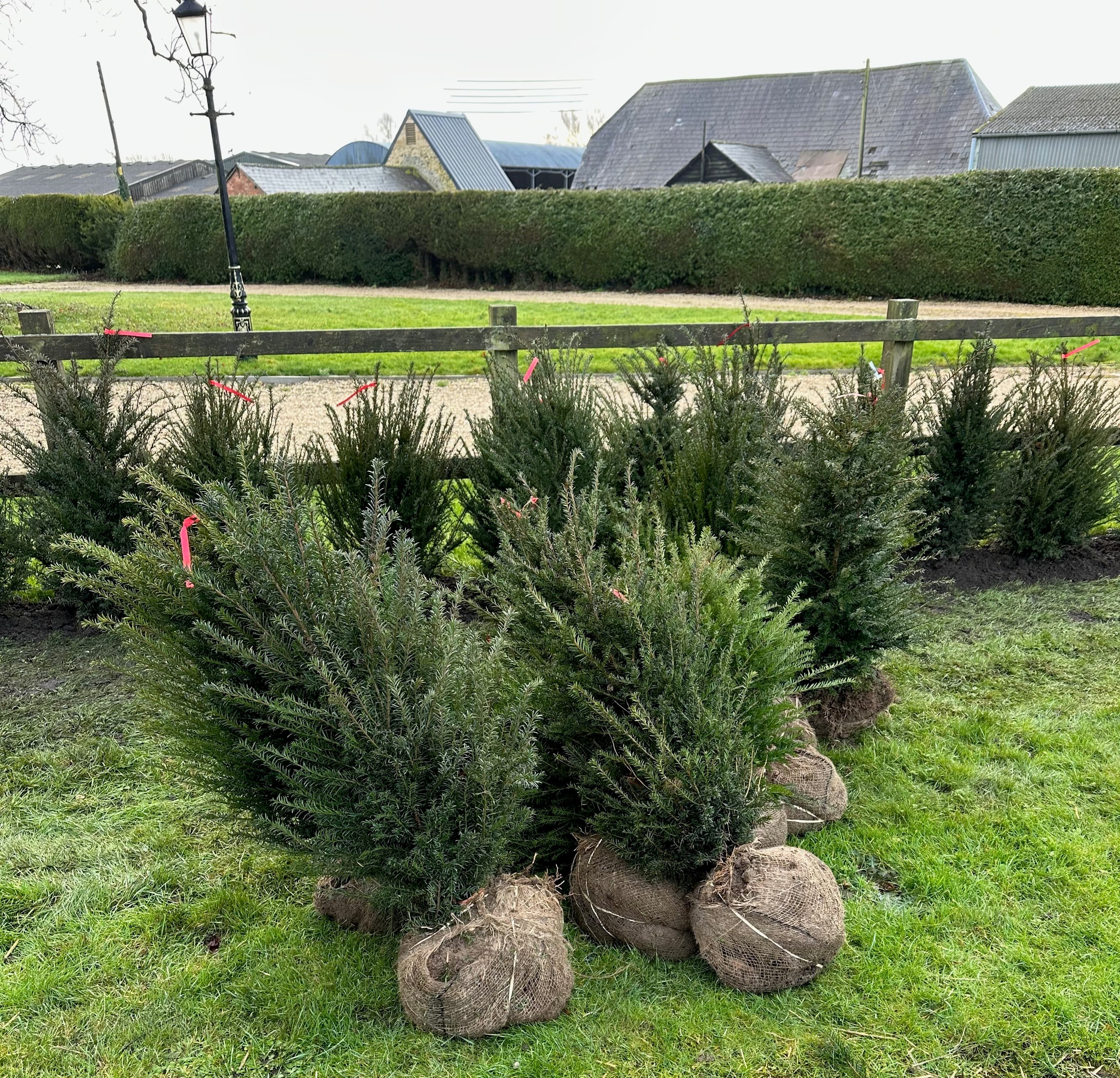 Rootballed yew hedging plants laid out at Hedgeworx nursery