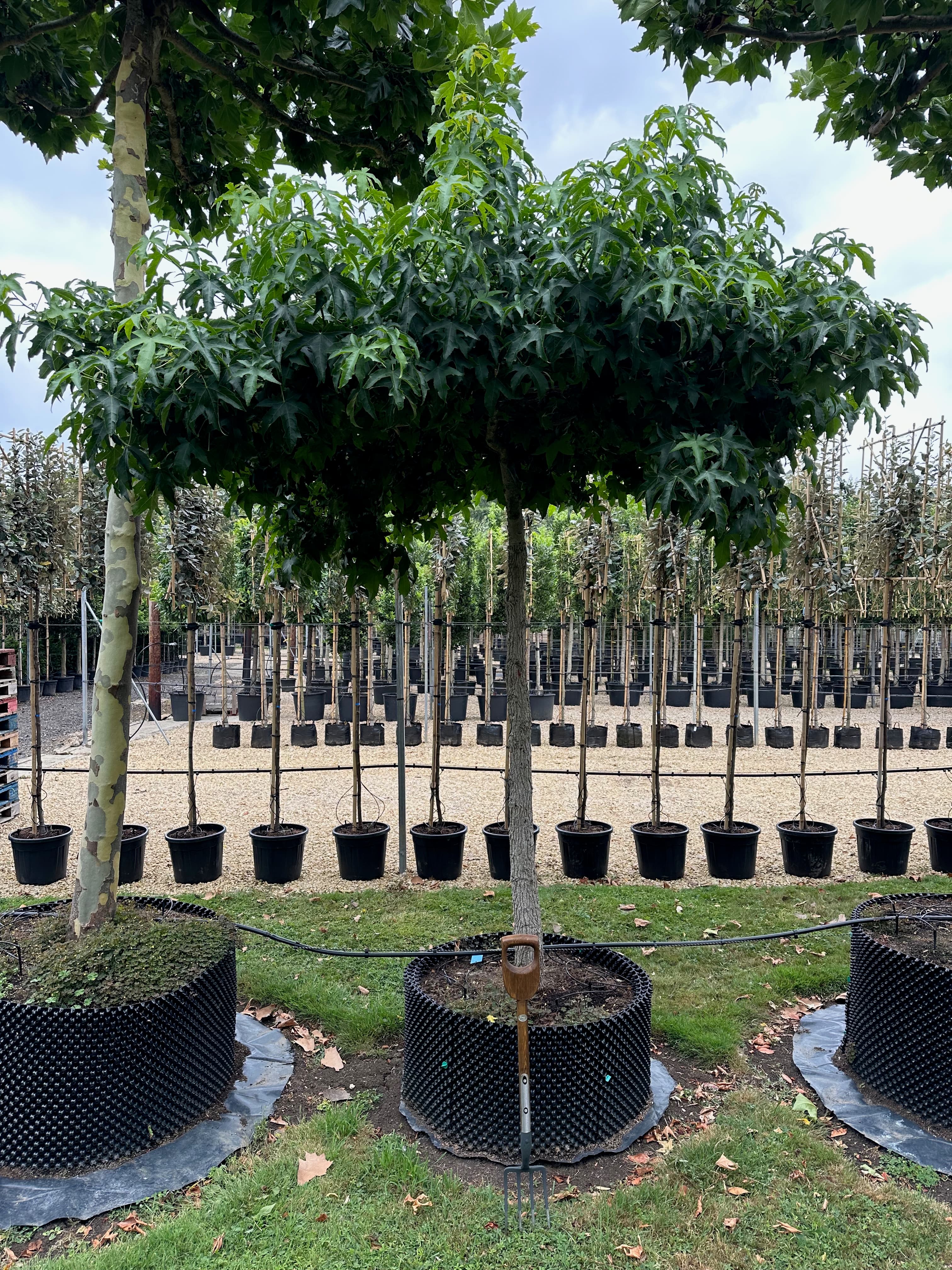 Liquidambar parasol (roof) tree at Hedgeworx nursery