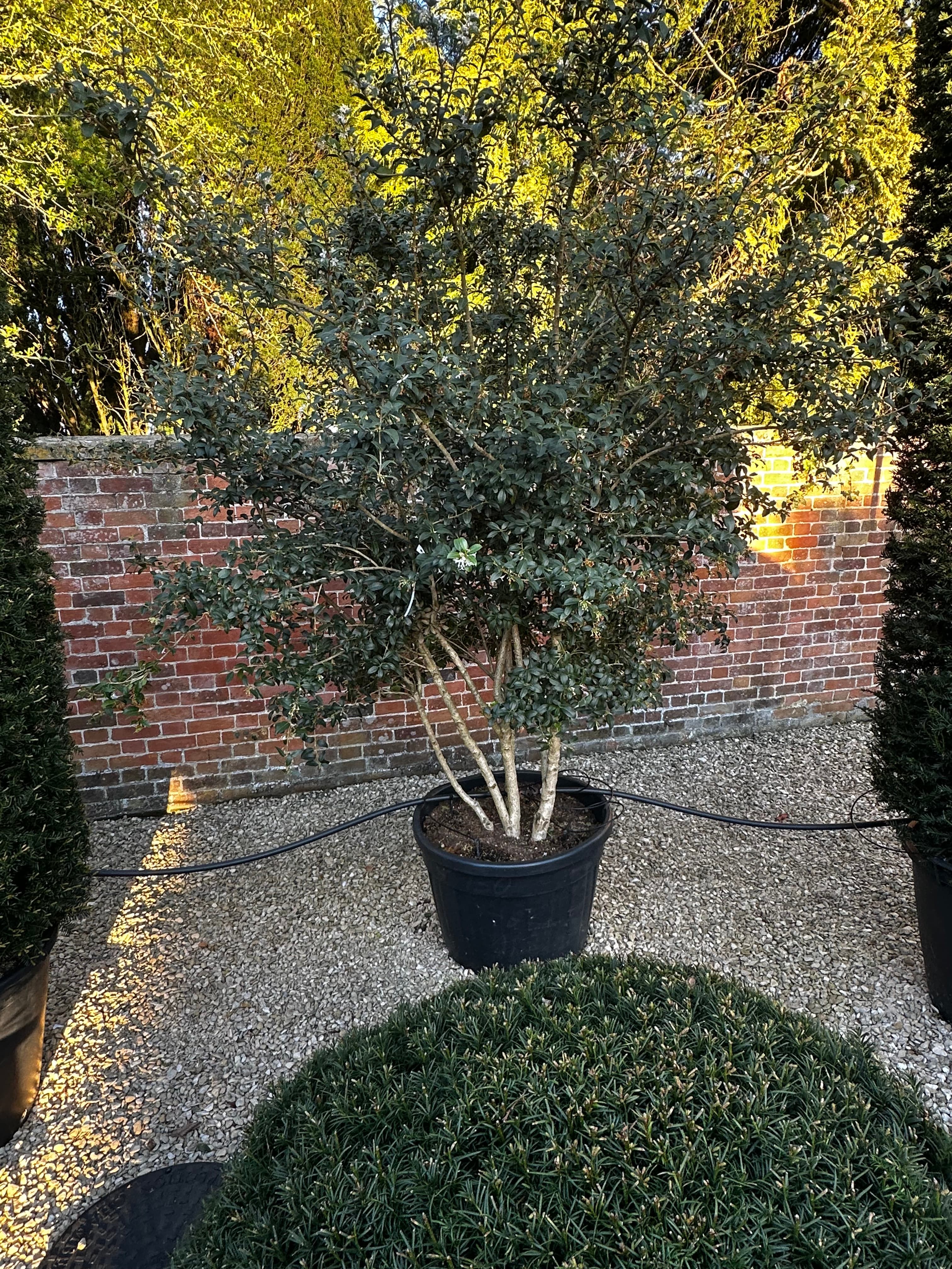 Multistem tree at Hedgeworx nursery