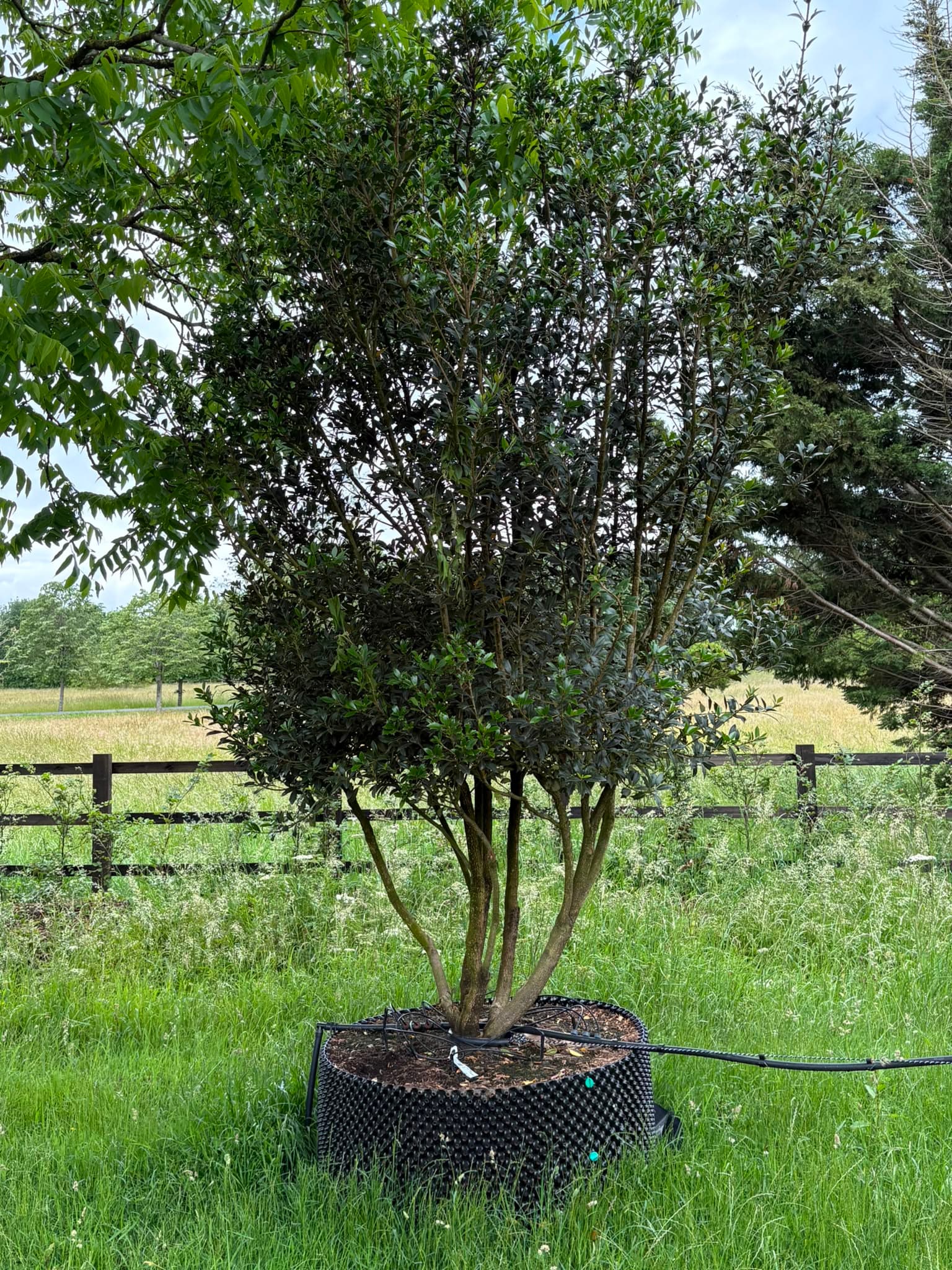 Multistem tree at Hedgeworx nursery