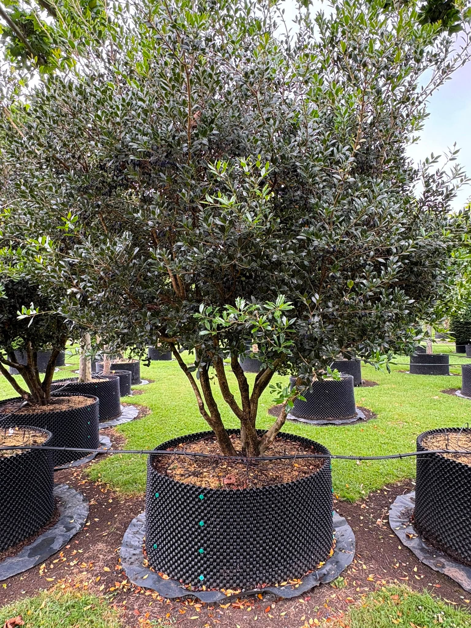 Multistem tree at Hedgeworx nursery