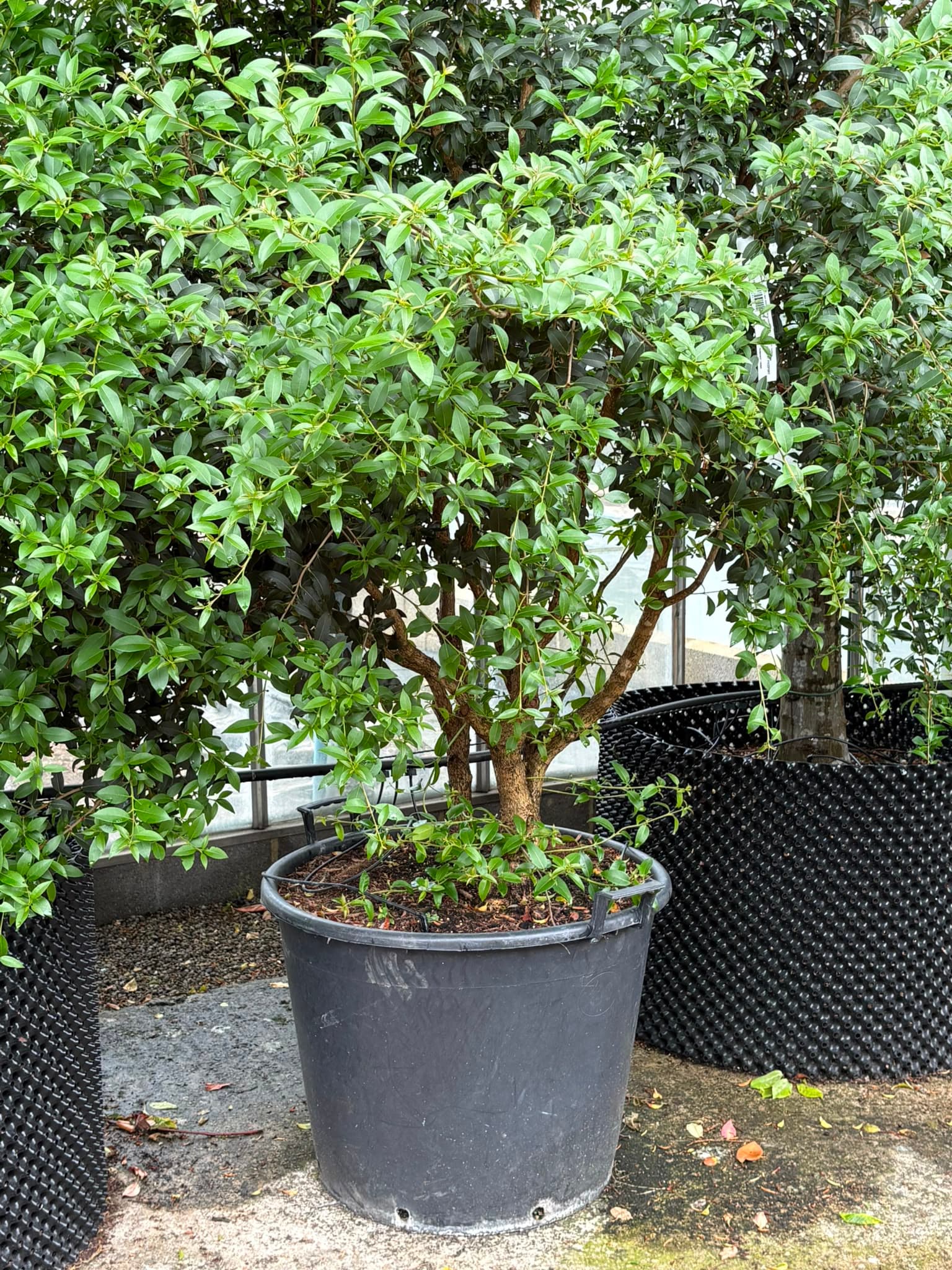 Multistem tree at Hedgeworx nursery