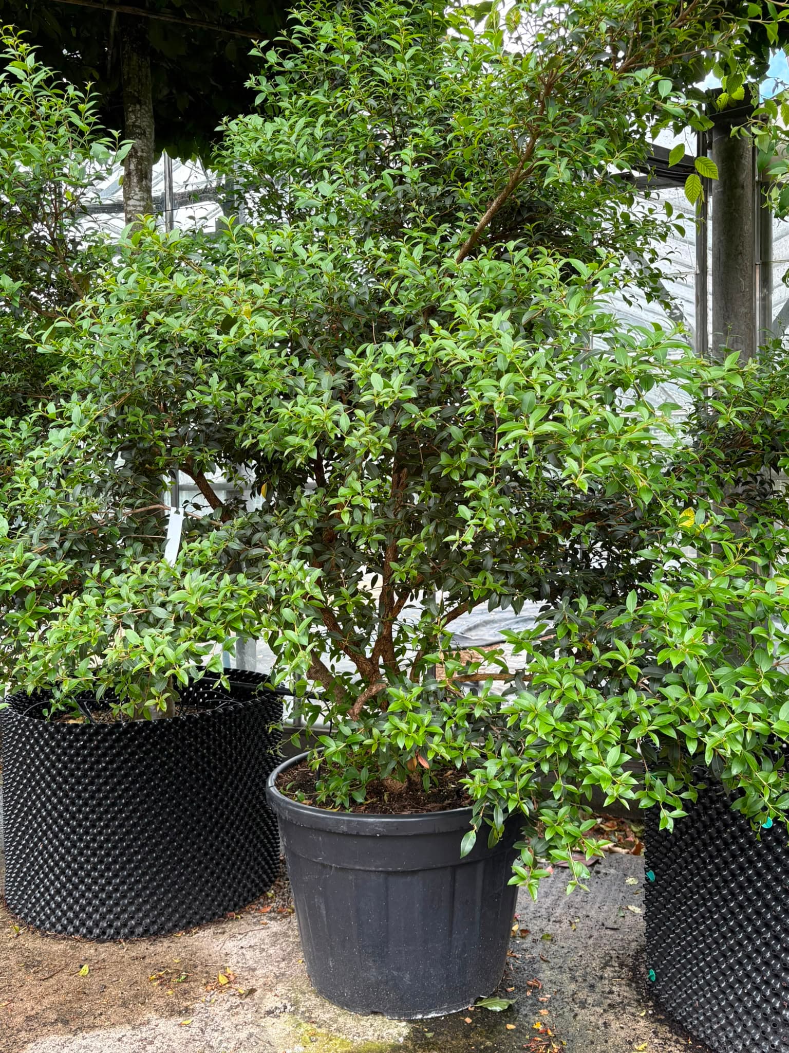 Multistem tree at Hedgeworx nursery