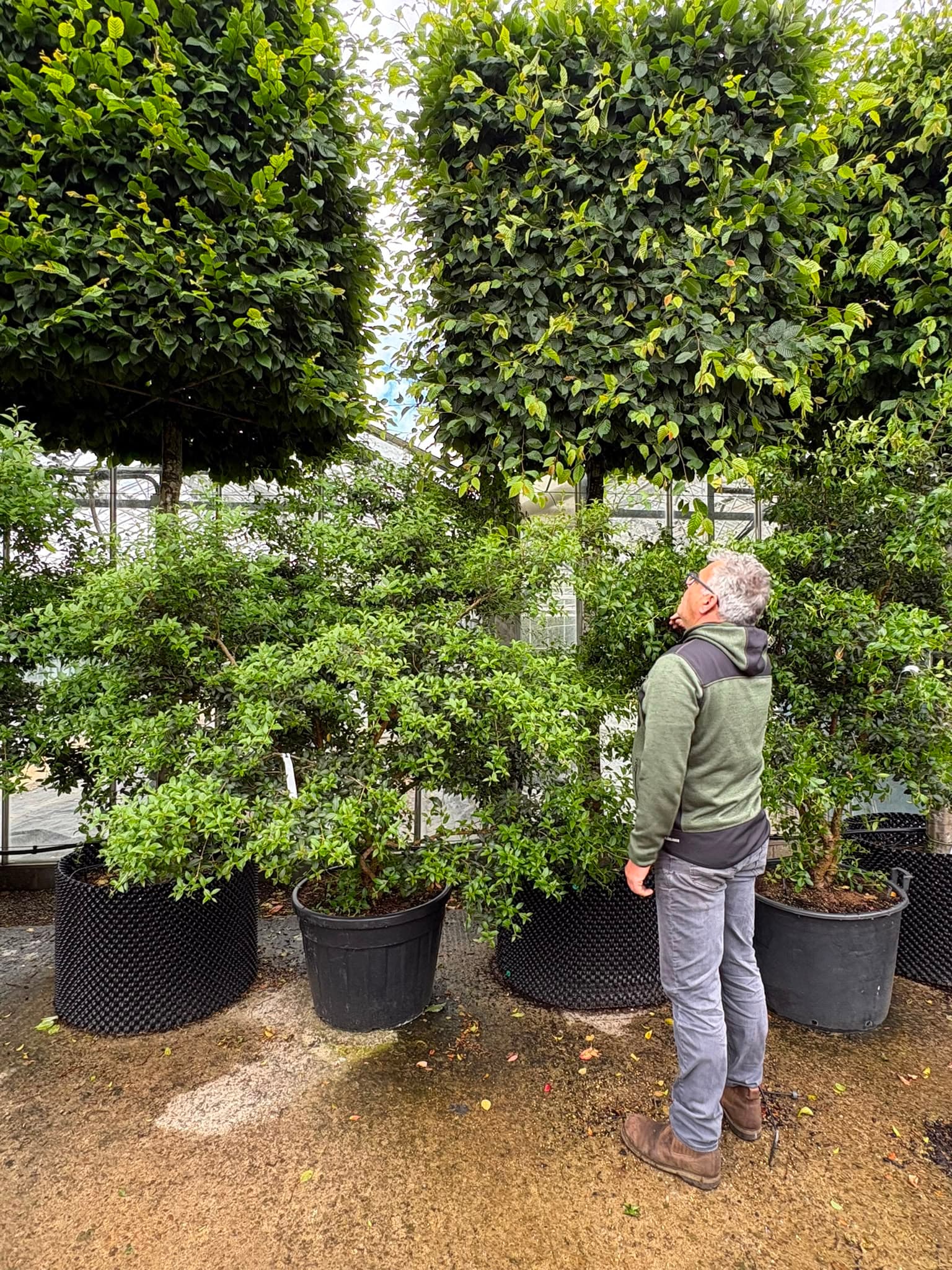 Multistem tree at Hedgeworx nursery
